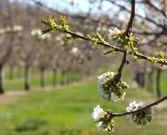 May 20, 2-5 p.m.Chateau Chantal: 15900 Rue Devin, Traverse City, MI 49686Traverse City Bingo and trivia event to follow the Blessing of the Blossoms.http://www.chateauchantal.com/