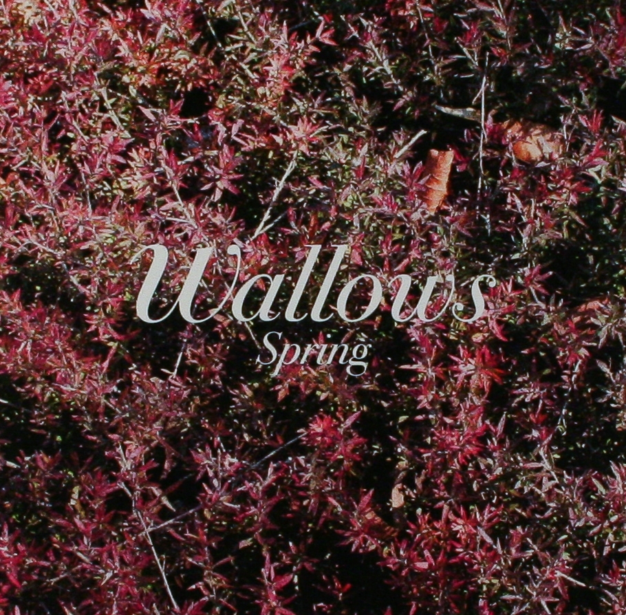 Wallows: New EP 'Spring'