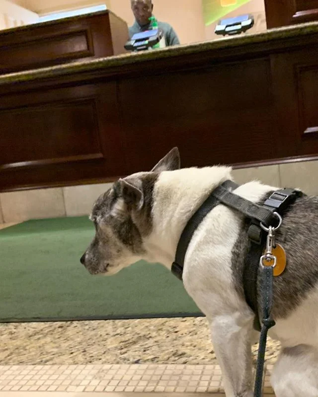 Holiday Inn Express(ion!)
🐶💩😐😂😂 #holidayinnexpress #americaca #roaddog #baddog #allkindsofwrong #brutusrules #jackrussell #mansbestfriend #poopshot #bekind