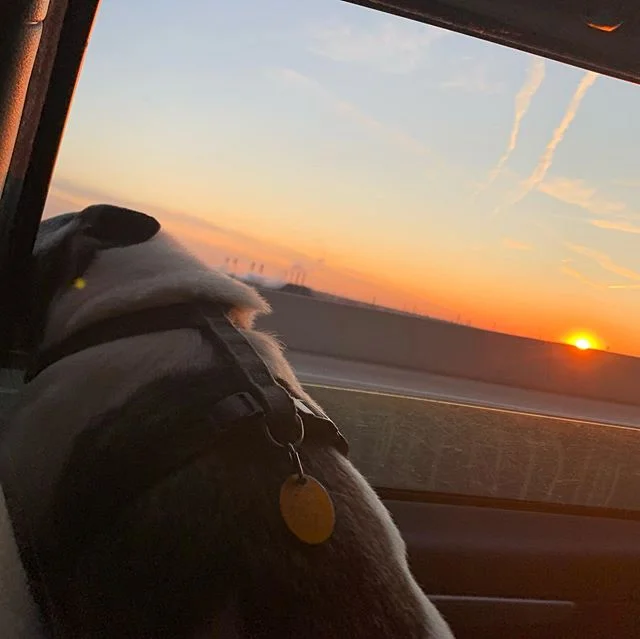 DC to NY into the sunset he rode..🐶😎🤪😴 #americaca #roaddog #baddog #allkindsofwrong #brutusrules #jackrussell #mansbestfriend #poopshot #bekind