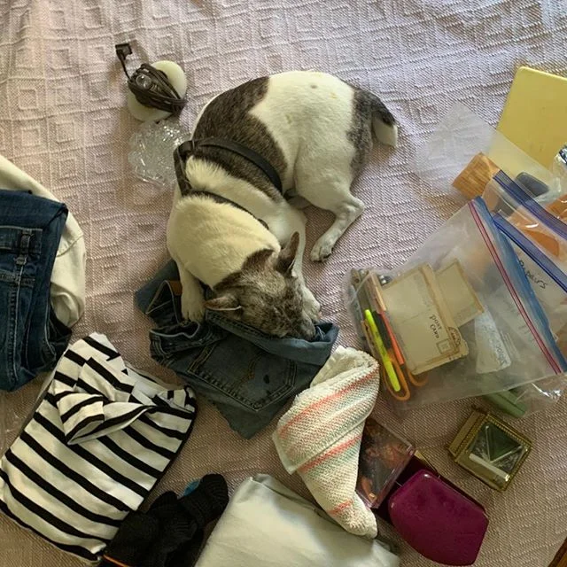 #Miscellaneous

#americaca #roaddog #baddog #allkindsofwrong #brutusrules #jackrussell #mansbestfriend #poopshot #bekind