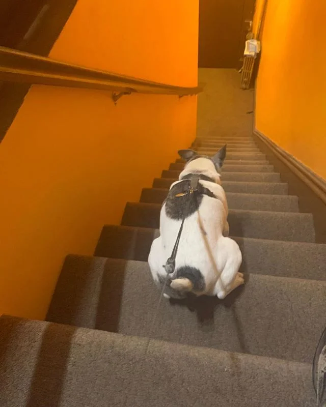 And the #Xtremepoop champion is;..(Please do not attempt this at home.)
😂

#americaca #roaddog #baddog #allkindsofwrong #brutusrules #jackrussell #mansbestfriend #poopshot #bekind