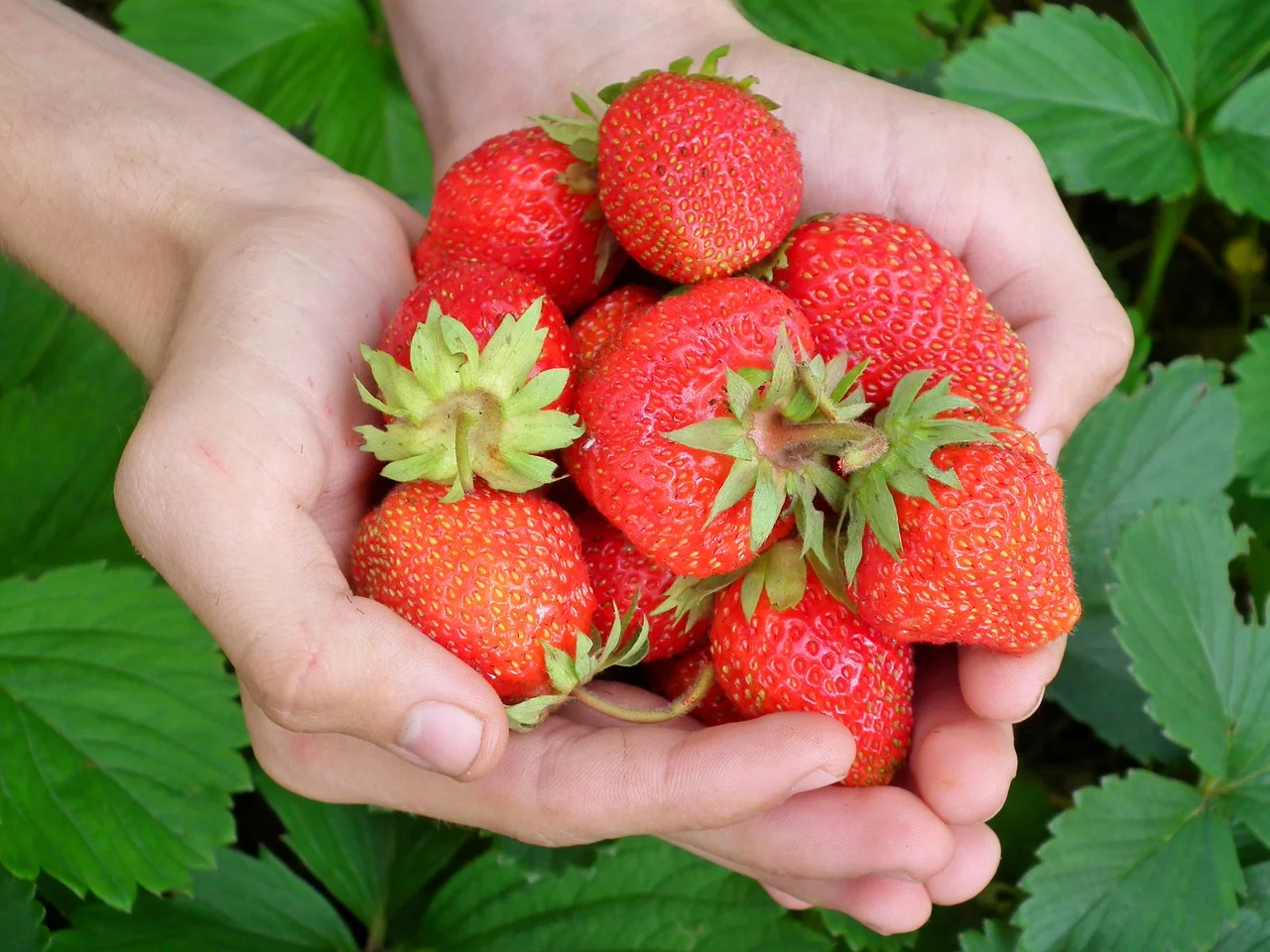 How to Make Your Fresh Foods Safer TO EAT