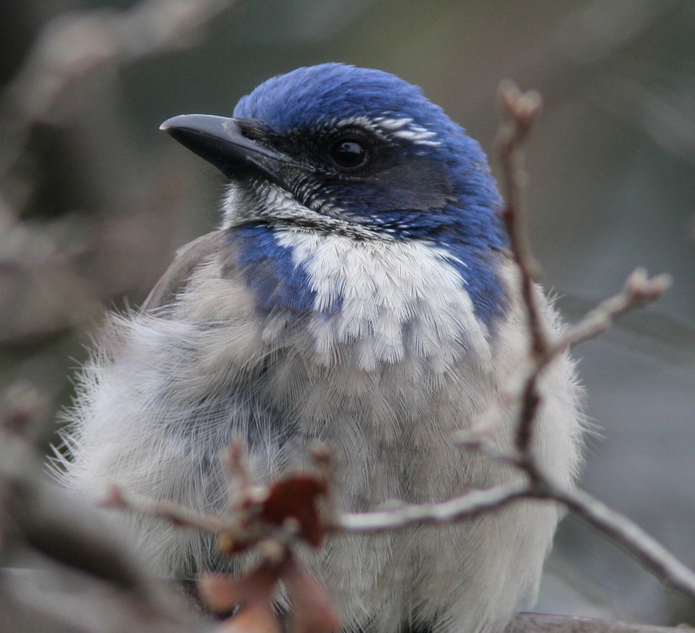 California Scrub-Jay 15Jan2018 Ulistac.jpg