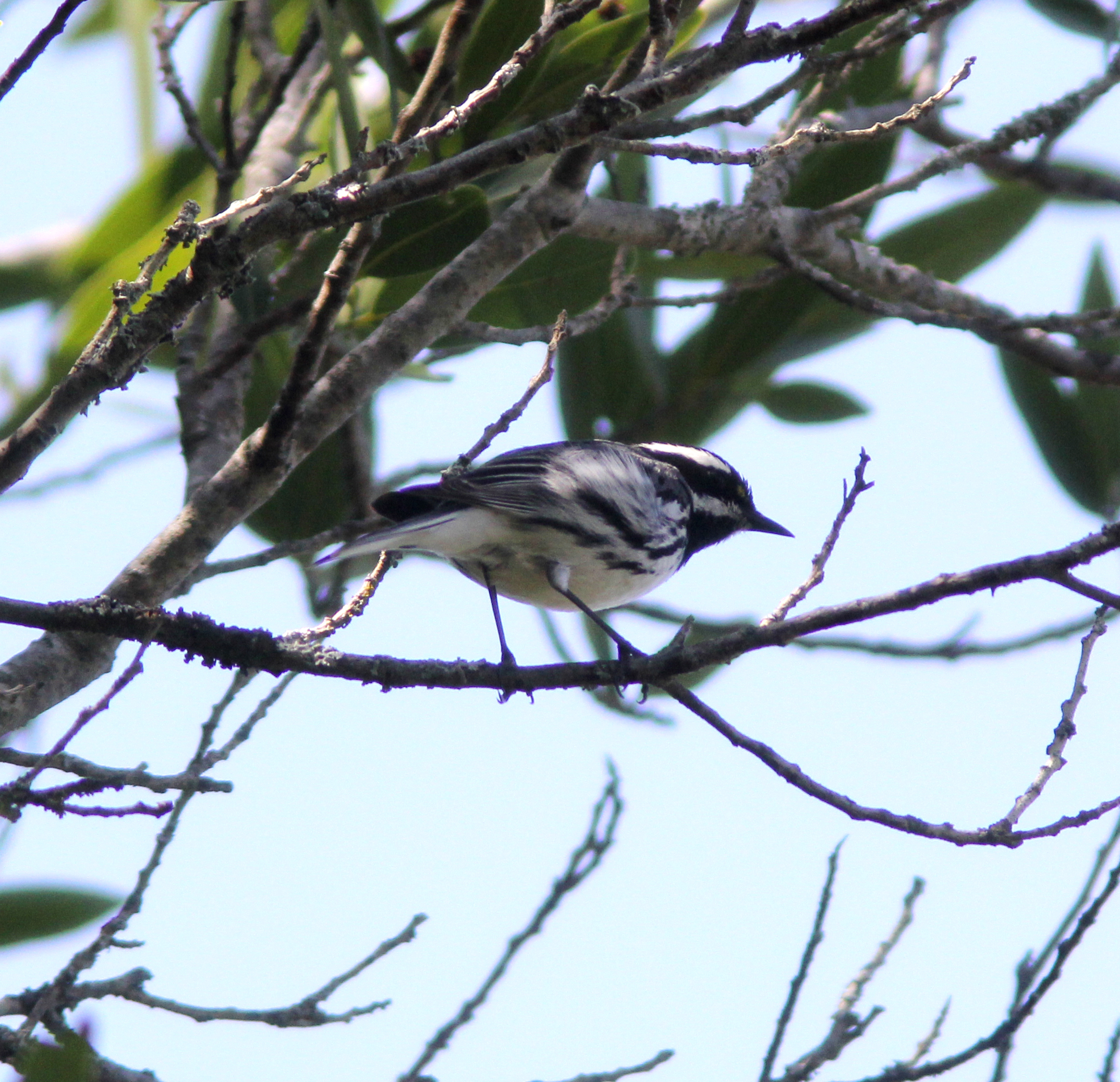 Black-throated Gray Warbler 25Apr2018 Sierra Azul OSP.jpg