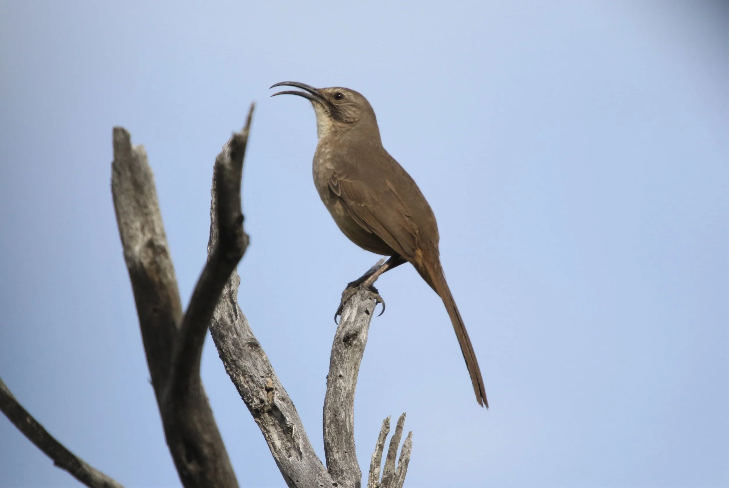 California Thrasher2 4Apr2019 Big Morongo .jpg