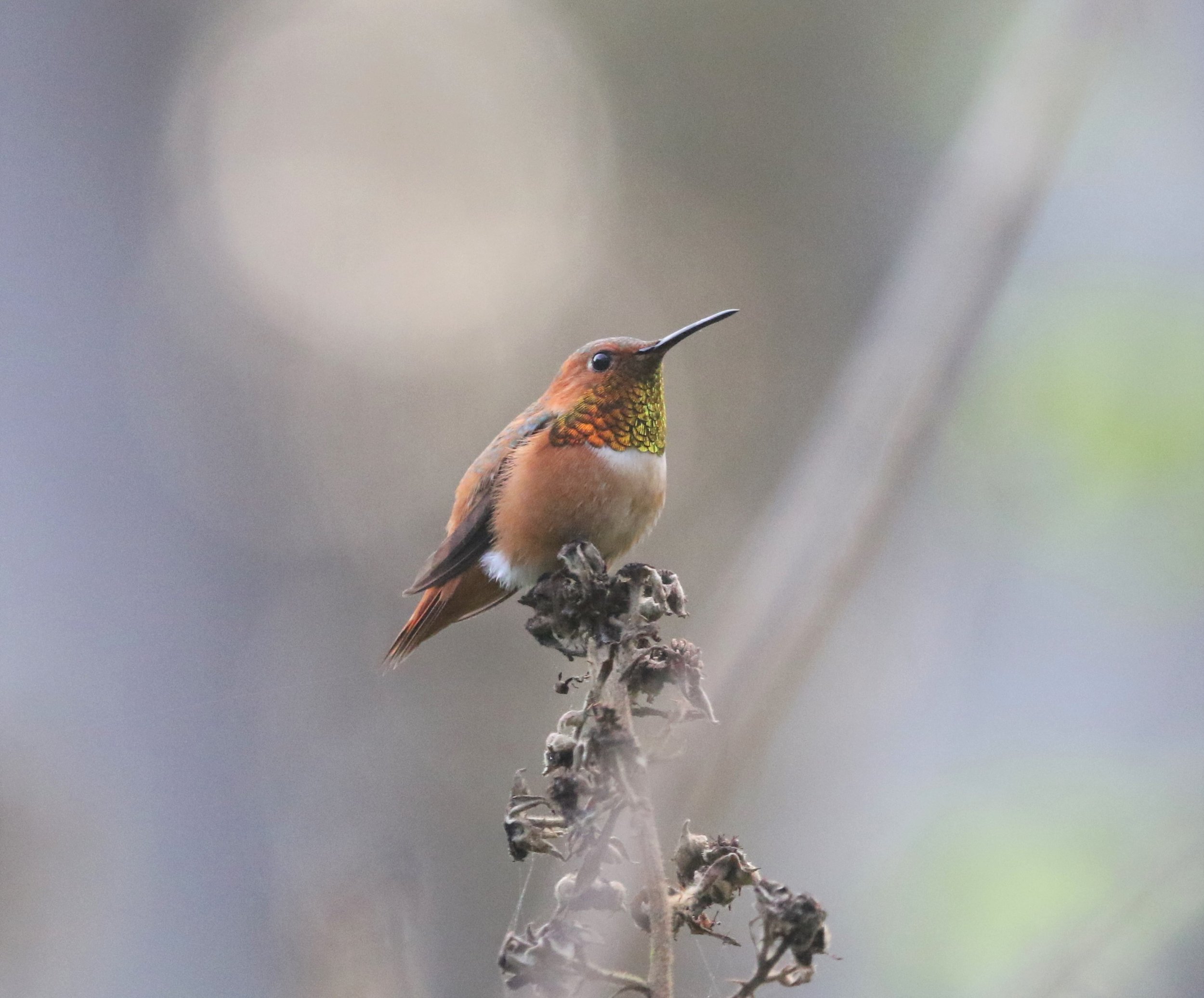 Allen's HUmmingbird 23Feb2019 Golden Gate Park North Lake .jpg