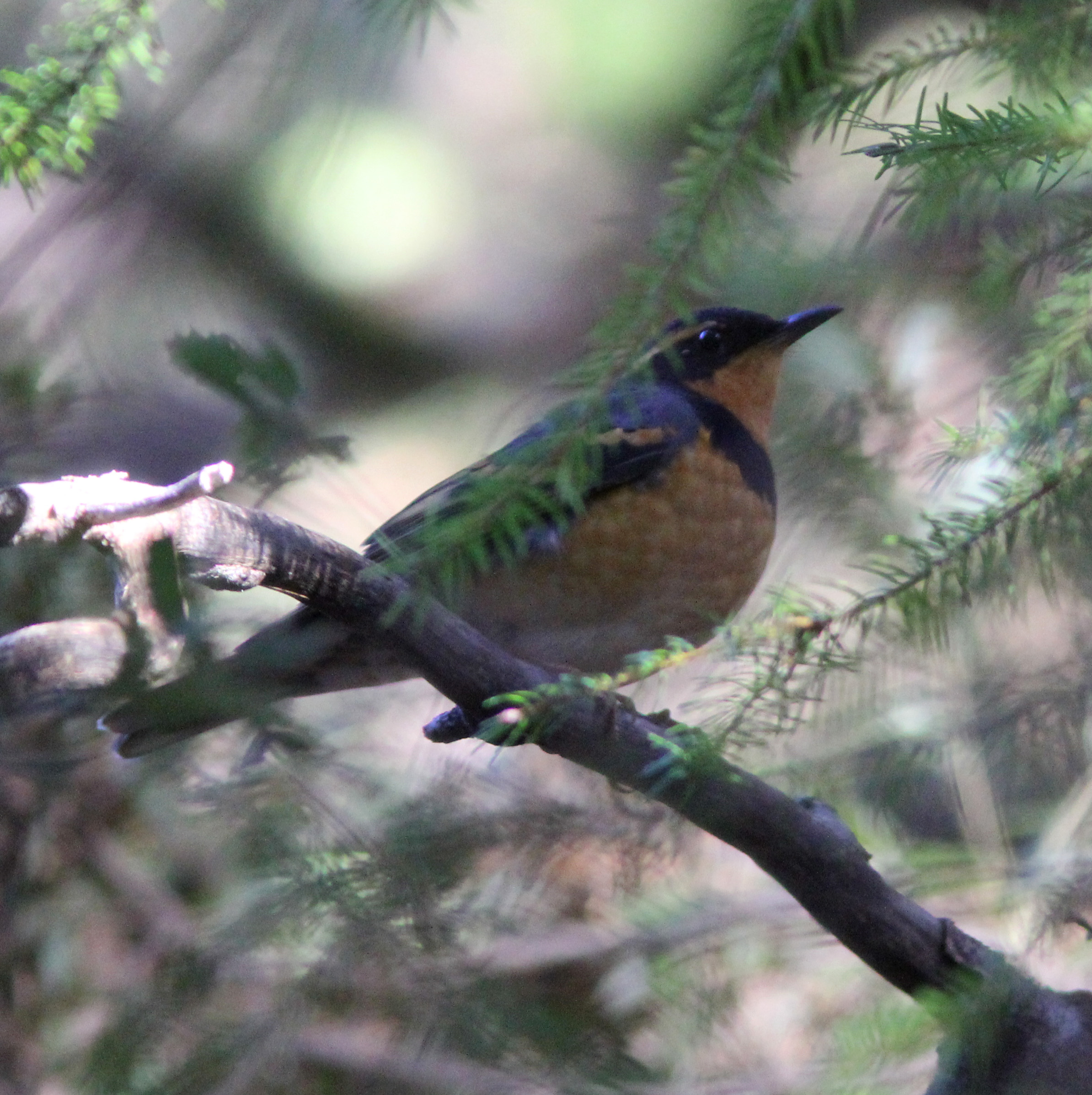 Varied Thrush 28Jan2018 Sanborn-Skyline Park.jpg