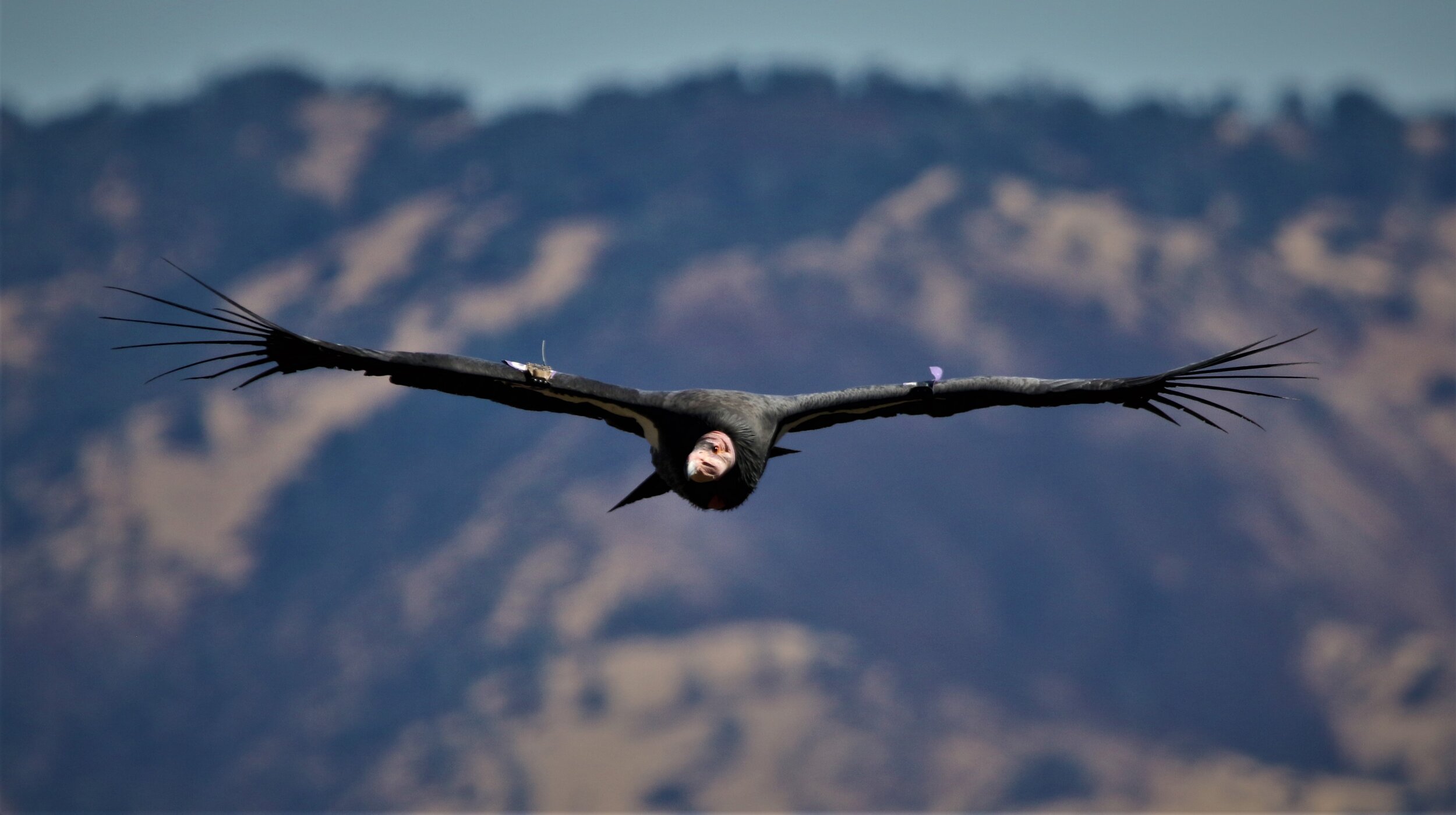 California Condor1 7October2019 Pinnacles .jpg