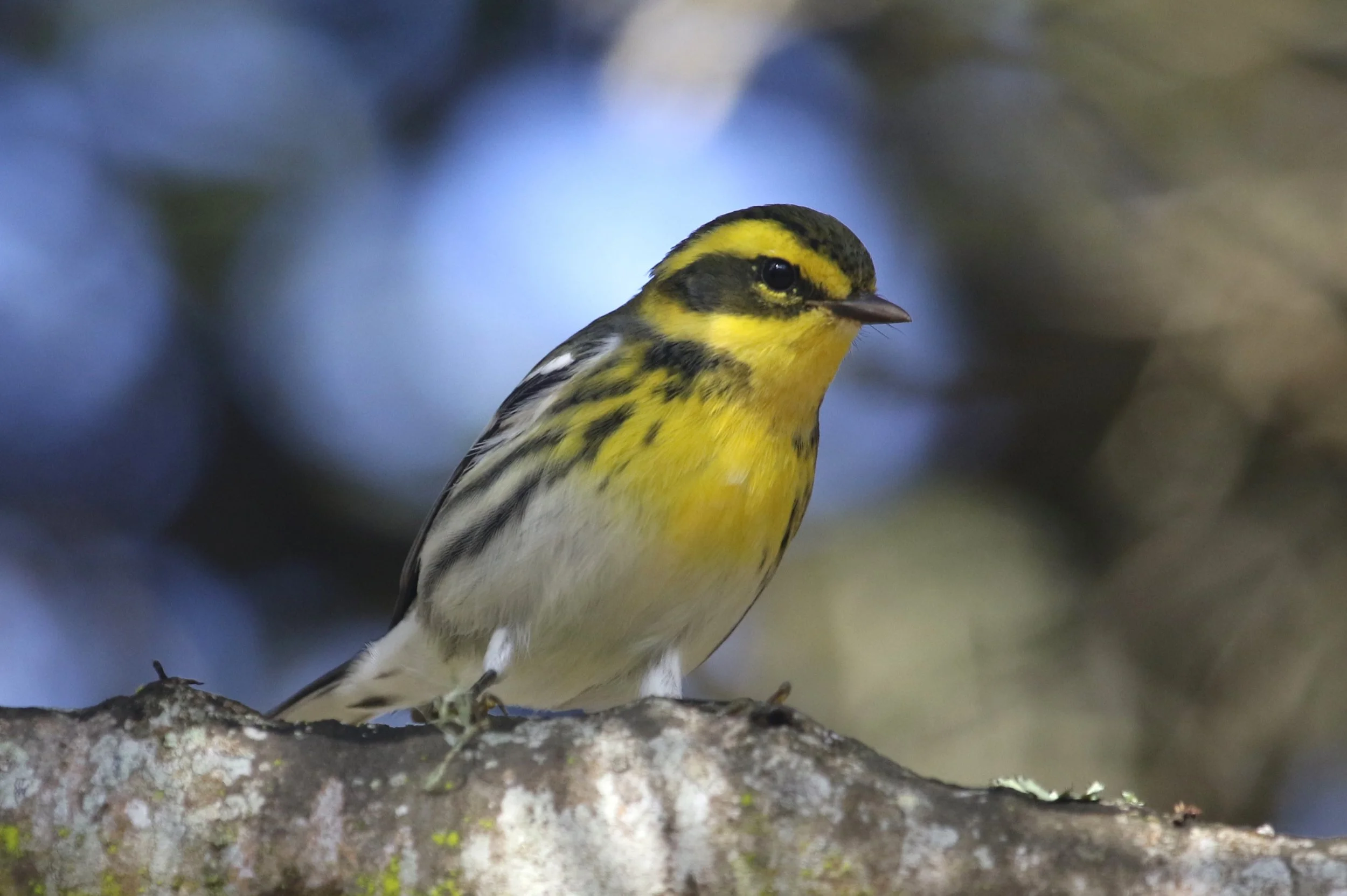 Townsend's Warbler2 27Oct2025 Schwan Lake.JPG