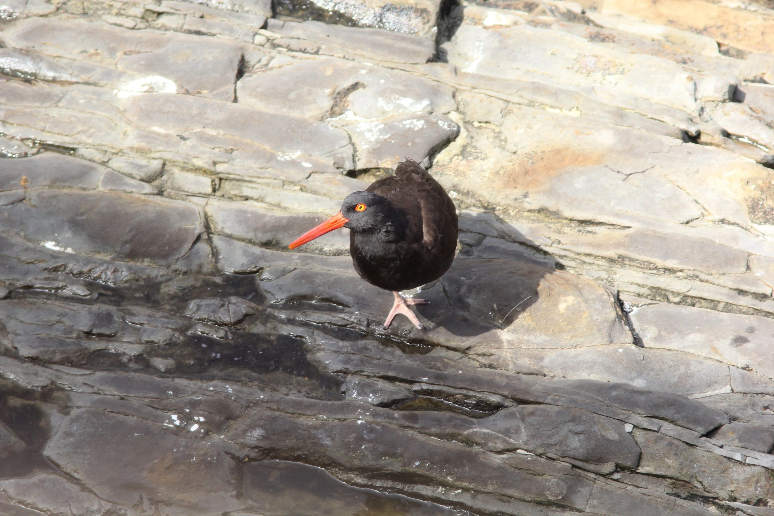 Black Oystercatcher 29June2018 Wilder Ranch SP.jpg