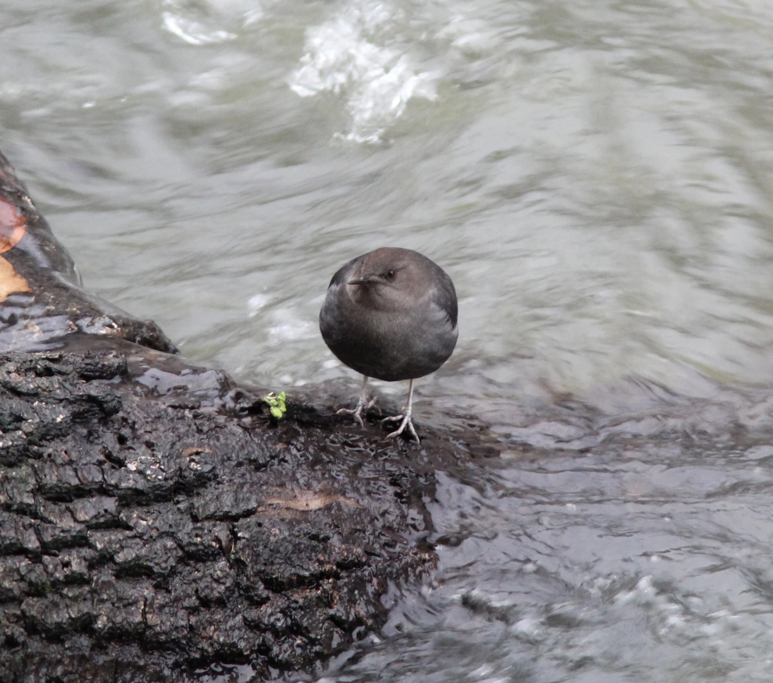 American Dipper2 9Jan2018 Los Gatos Creek.jpg