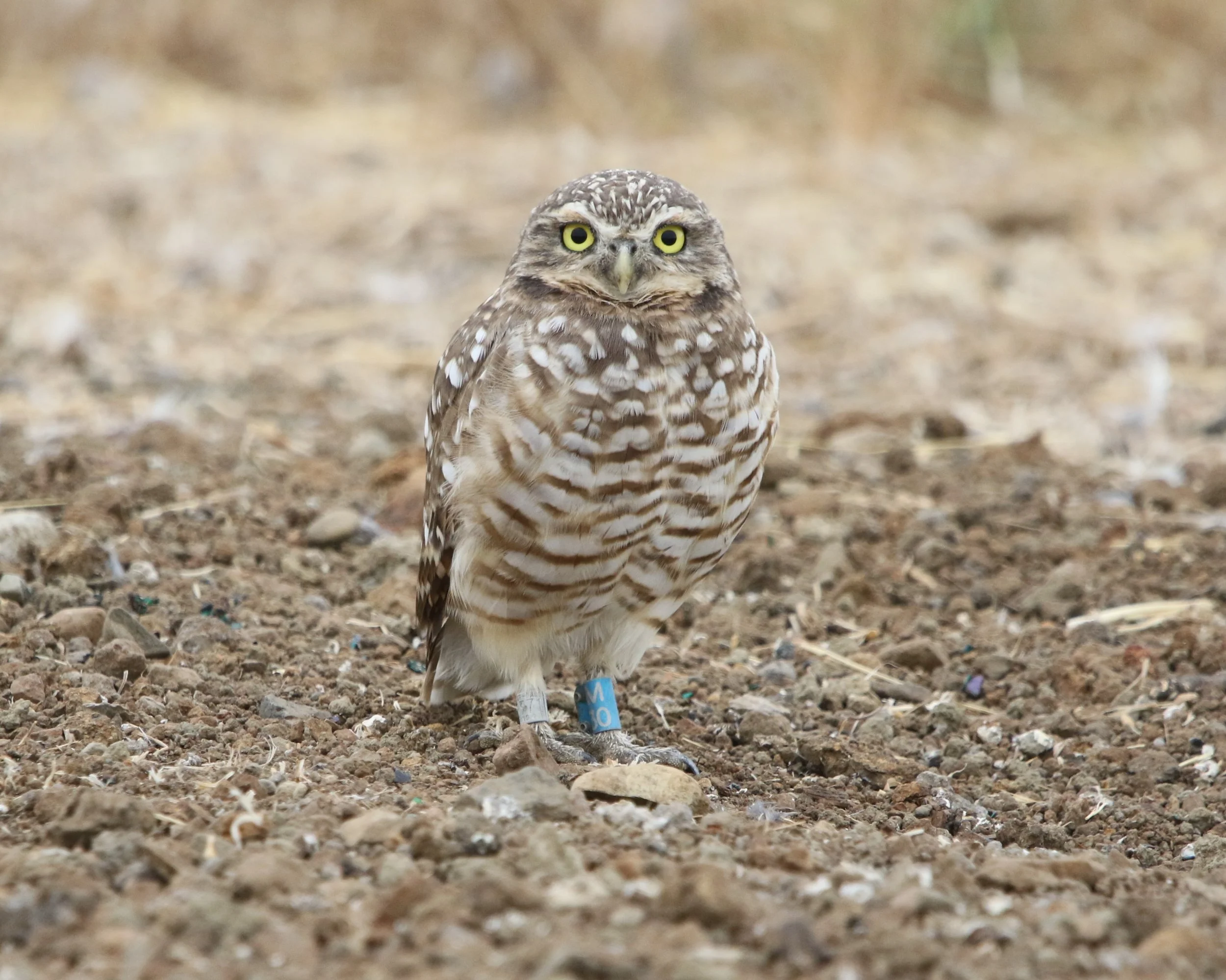 Burrowing Owl Shoreline blue M30 21August2023.JPG