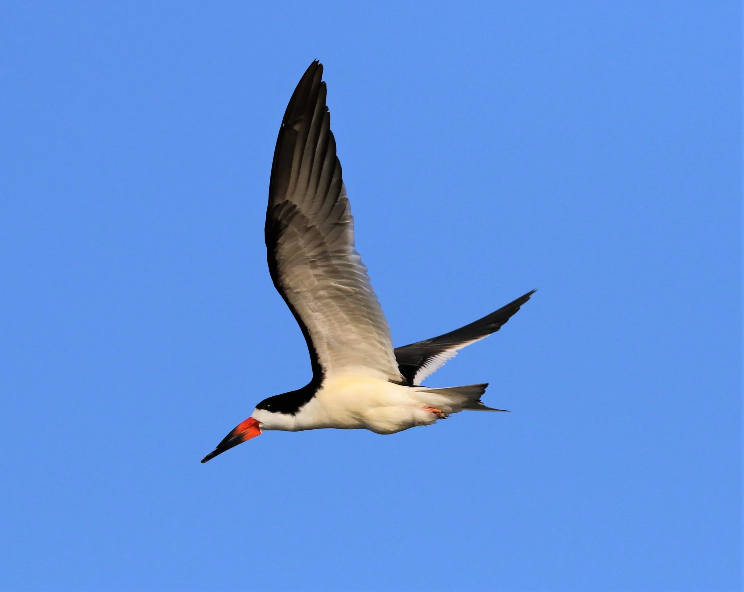 Black Skimmer Shoreline at Mountain VIew Ryan Phillips .jpg