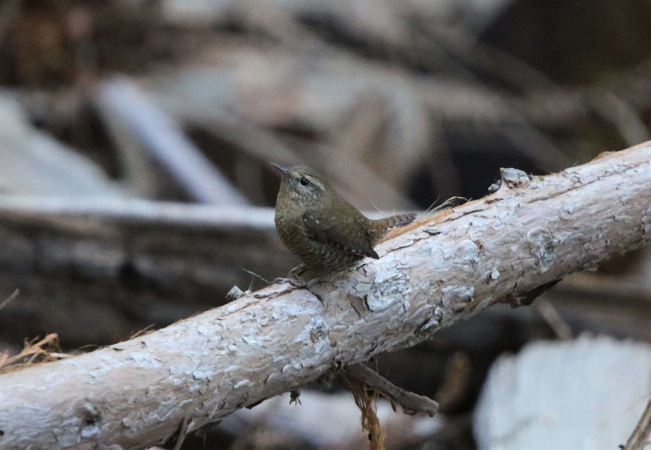 Pacific Wren 21Oct2019 John Nicholas .jpg