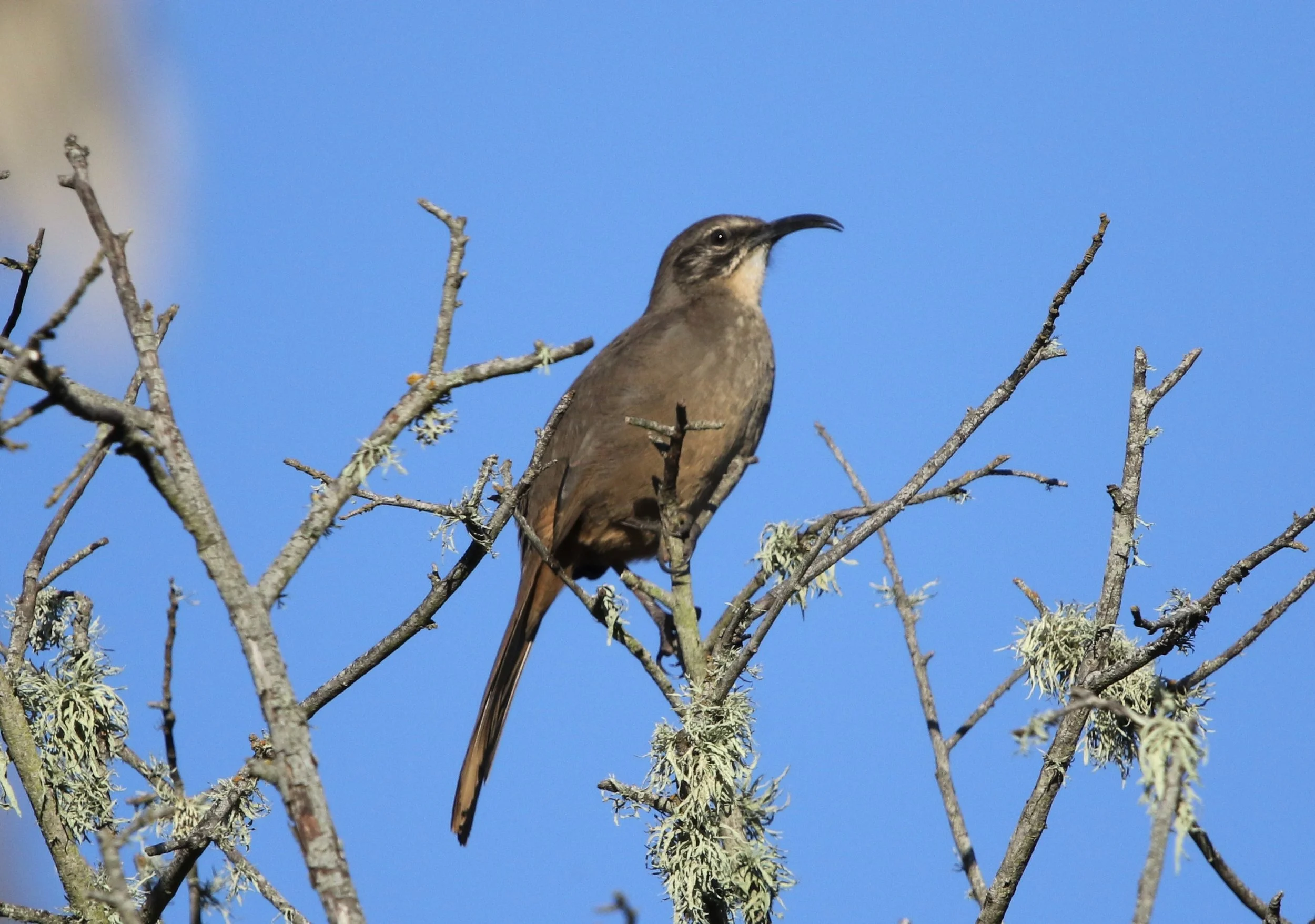California Thrasher  21Oct2019 Natural Bridges.jpg