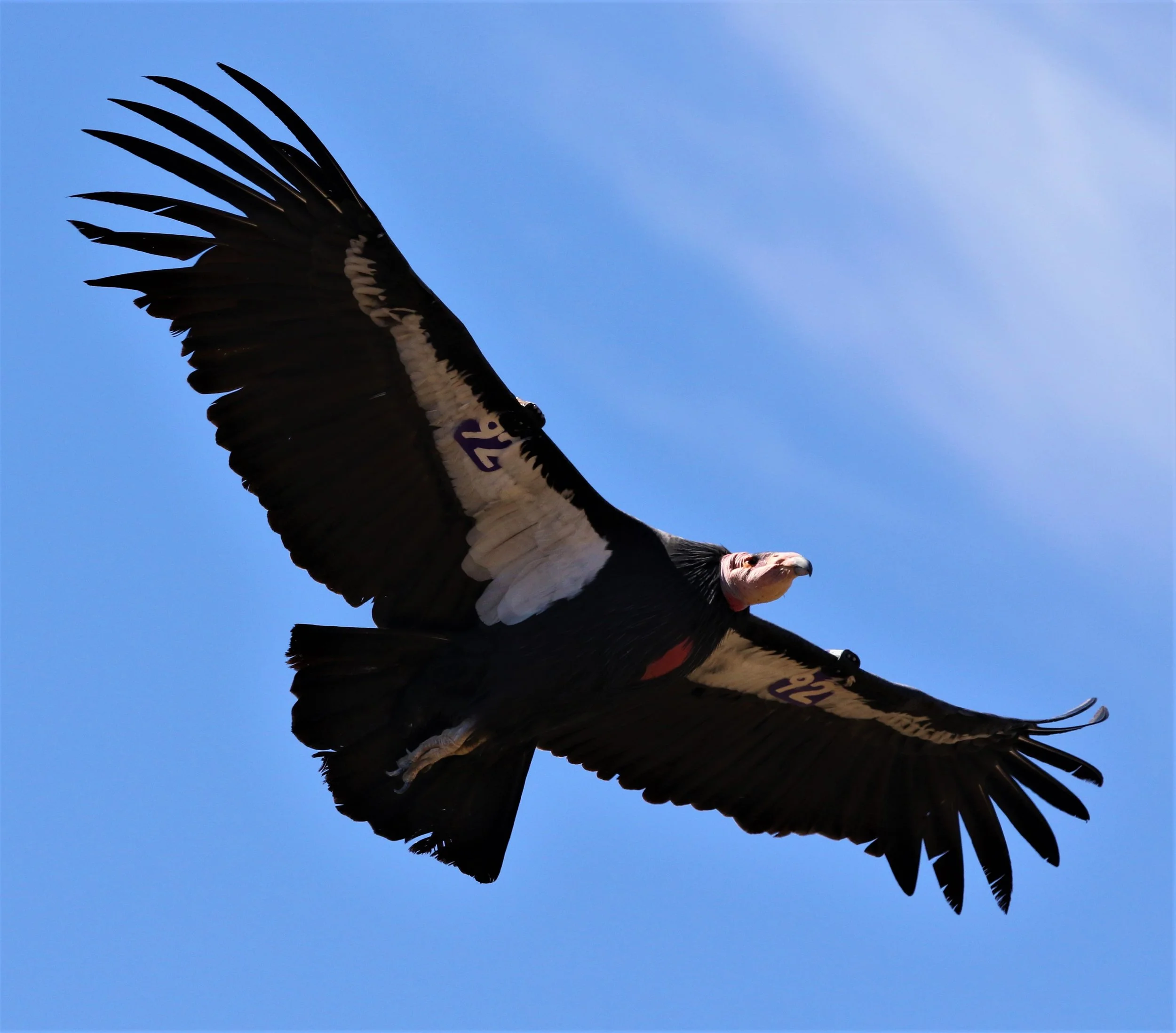 California Condor6 7October2019 Pinnacles .jpg