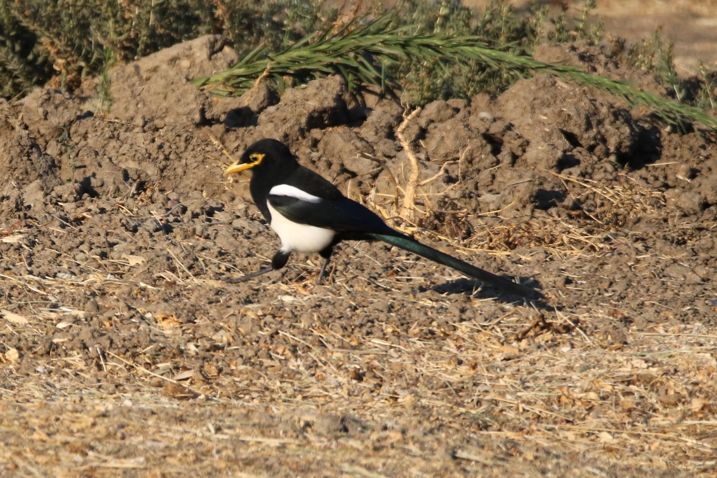Yellow-billed Magpie3 6Sept2024 Hwy25.JPG
