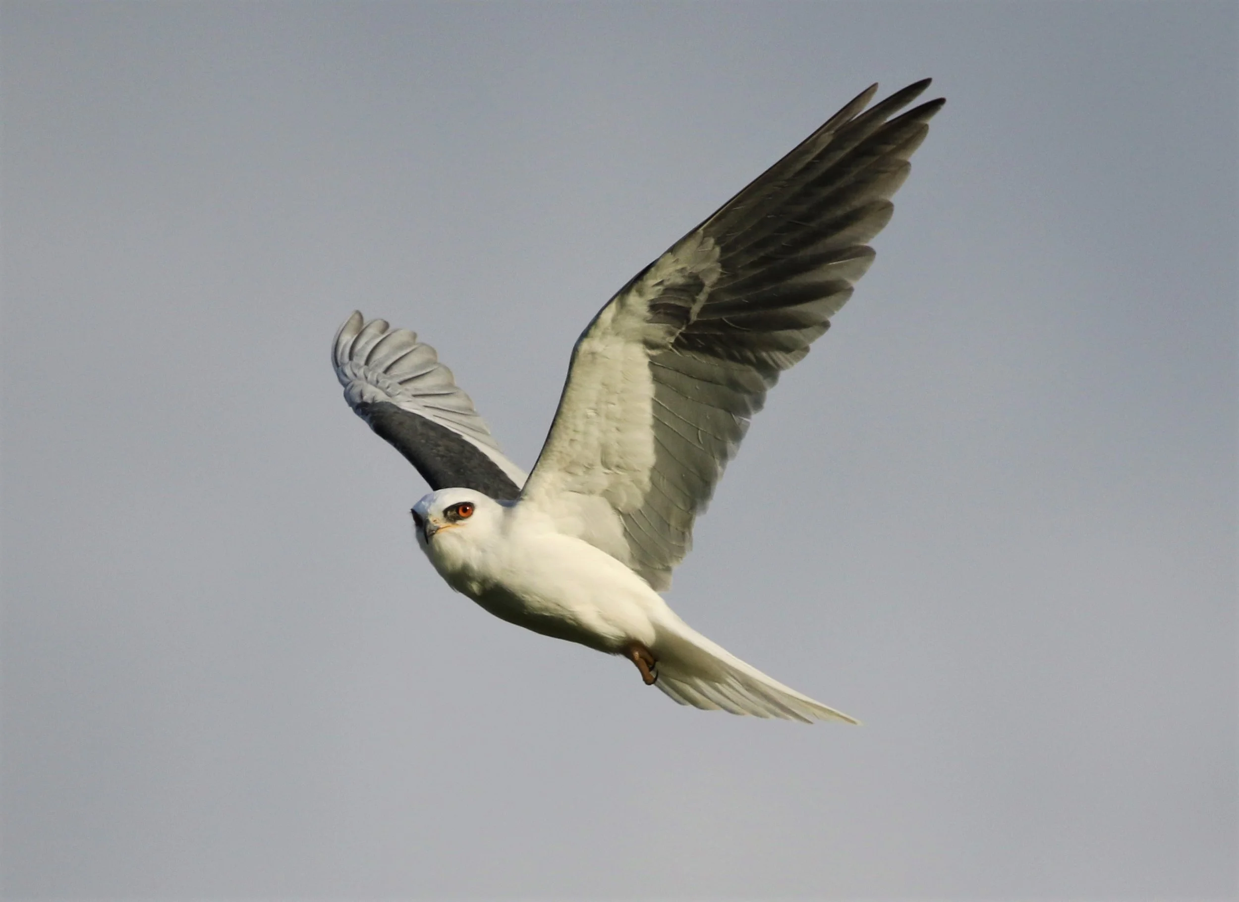 Private Bird Tour