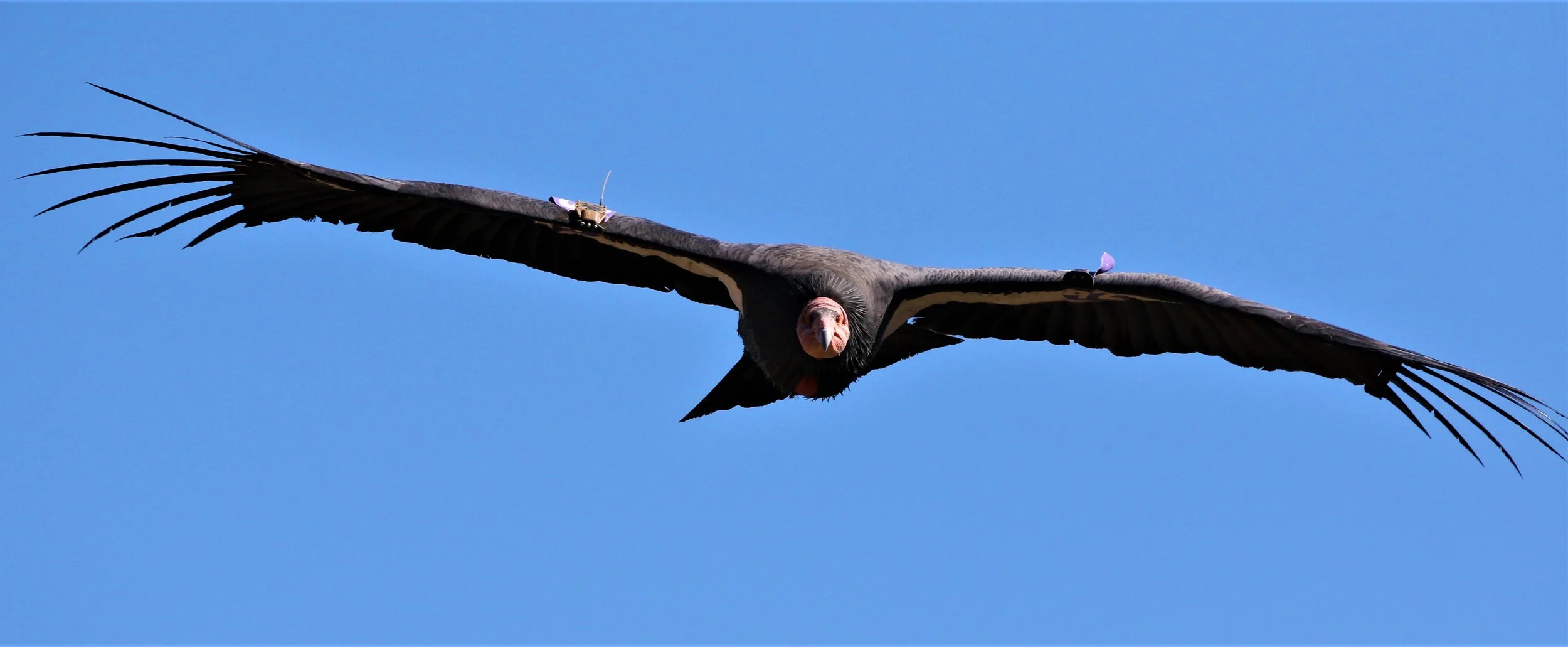 California Condor3 7October2019 Pinnacles .jpg