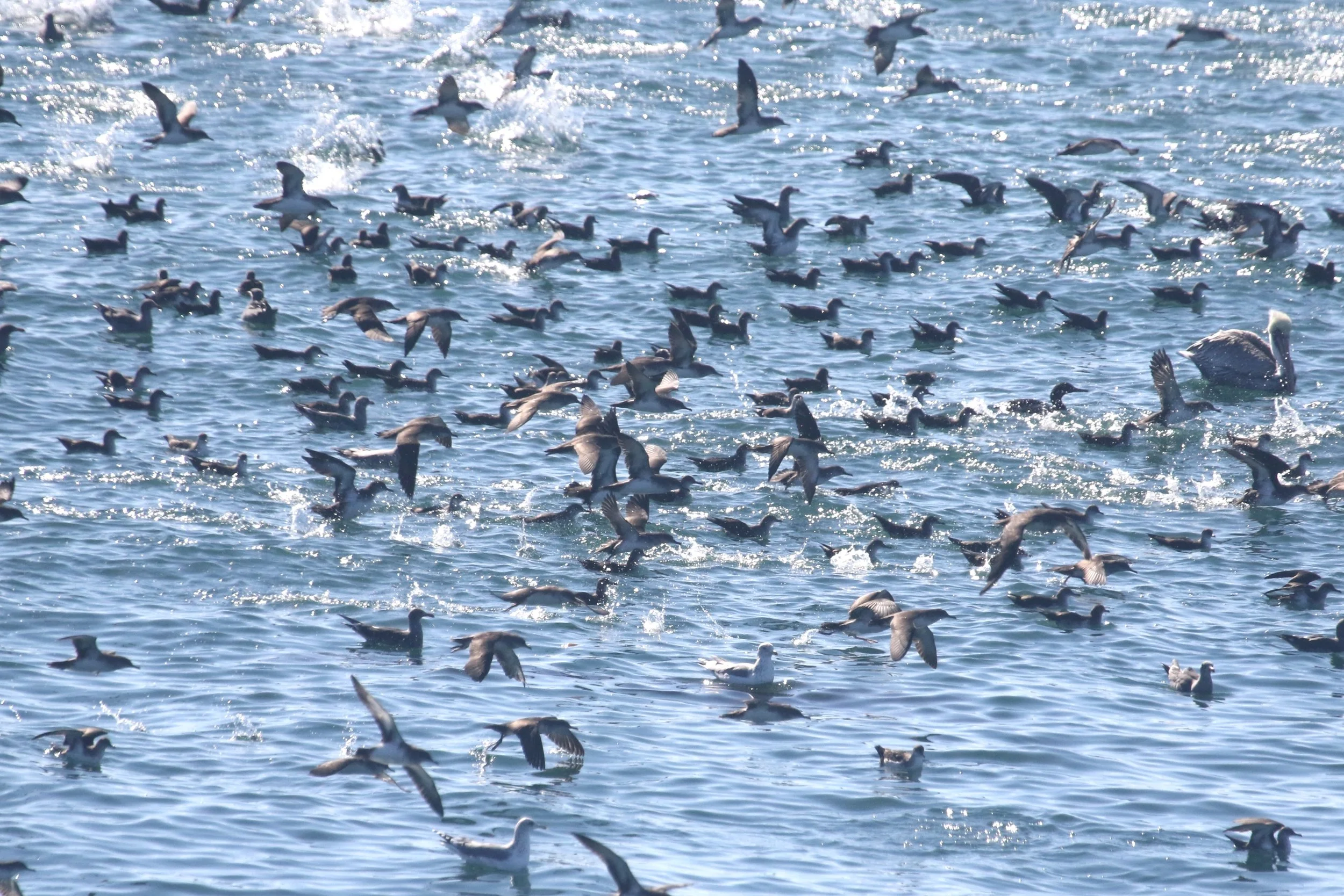 Black-vented Shearwater6 morning 6Oct2026 .JPG