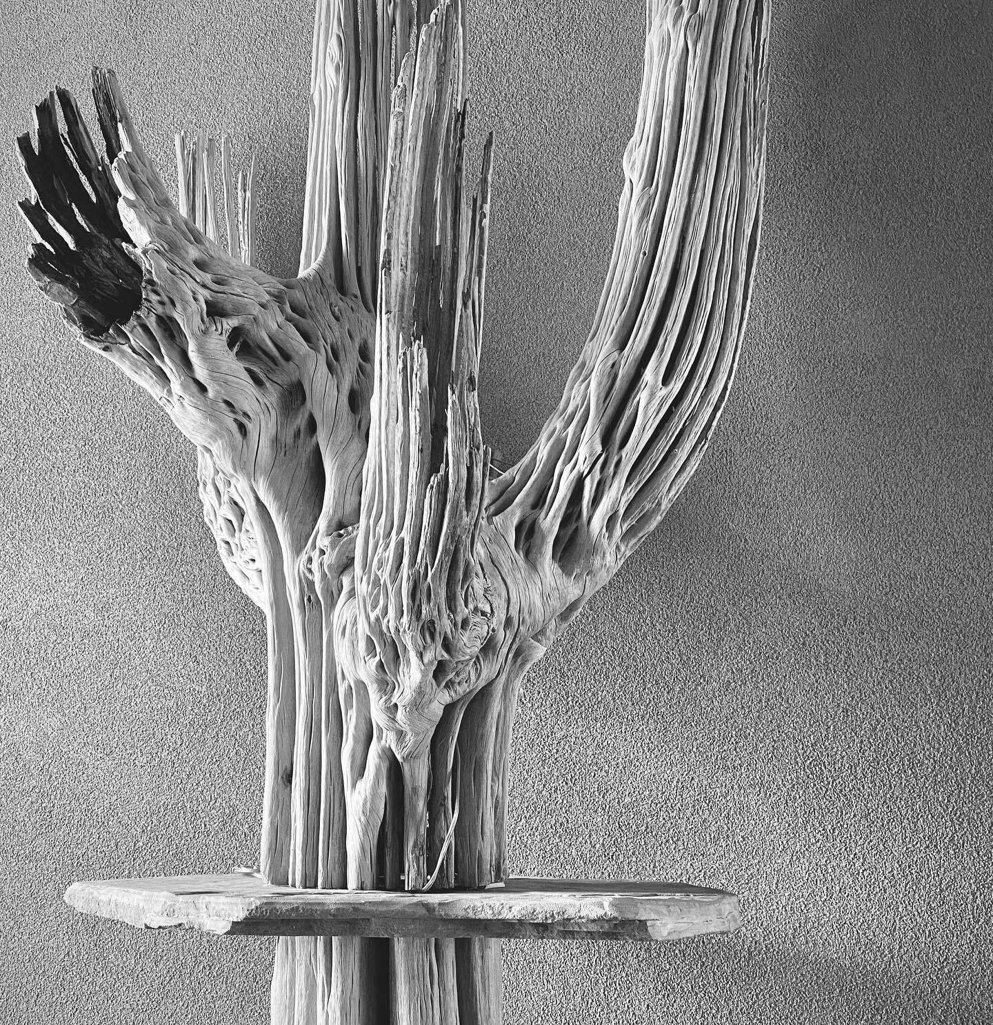 🌵In the first 10 years of a Saguaro cactus&rsquo;s life they only grow 2 inches!&nbsp;&nbsp;Lateral branches (those &lsquo;arms&rsquo;) wouldn&rsquo;t have appeared until 70 years of growth.&nbsp;&nbsp;Taking 200 years to reach full maturity, they a