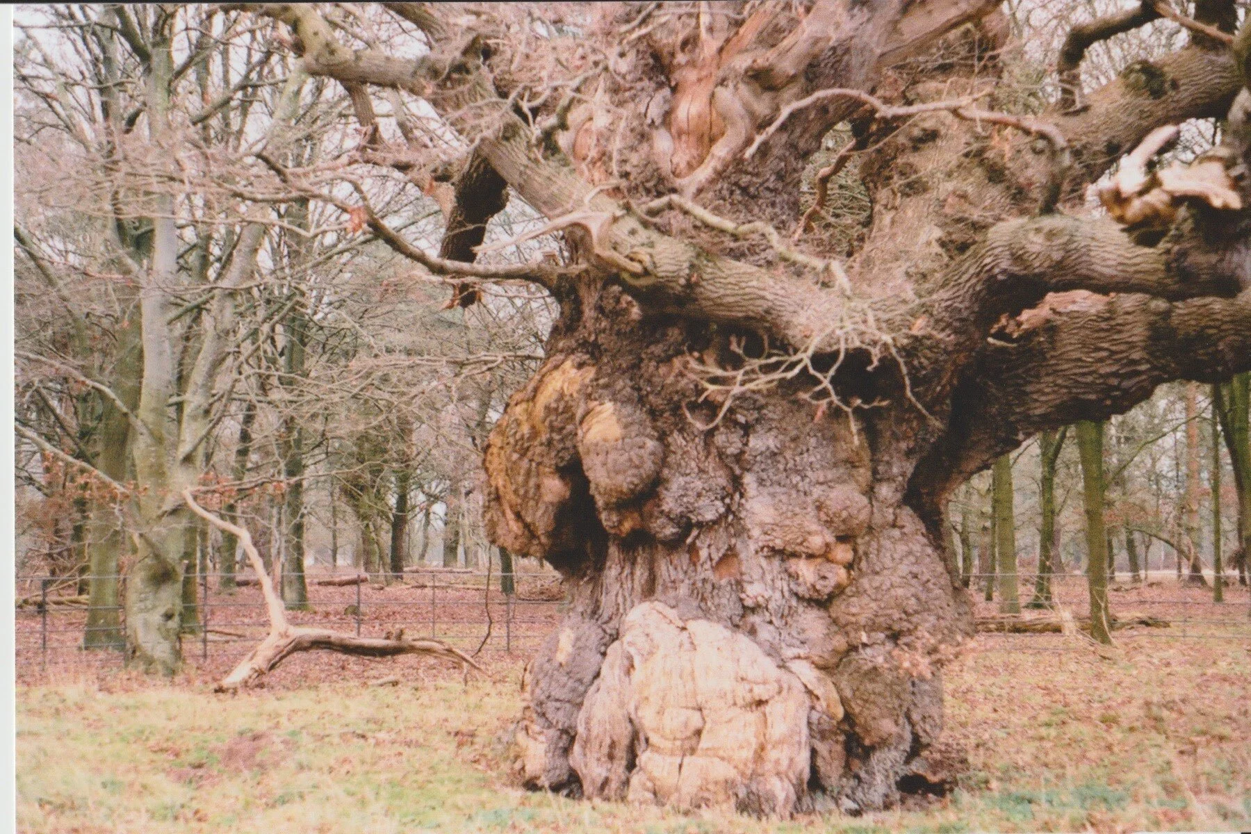Attingham Park, Shrewsbury