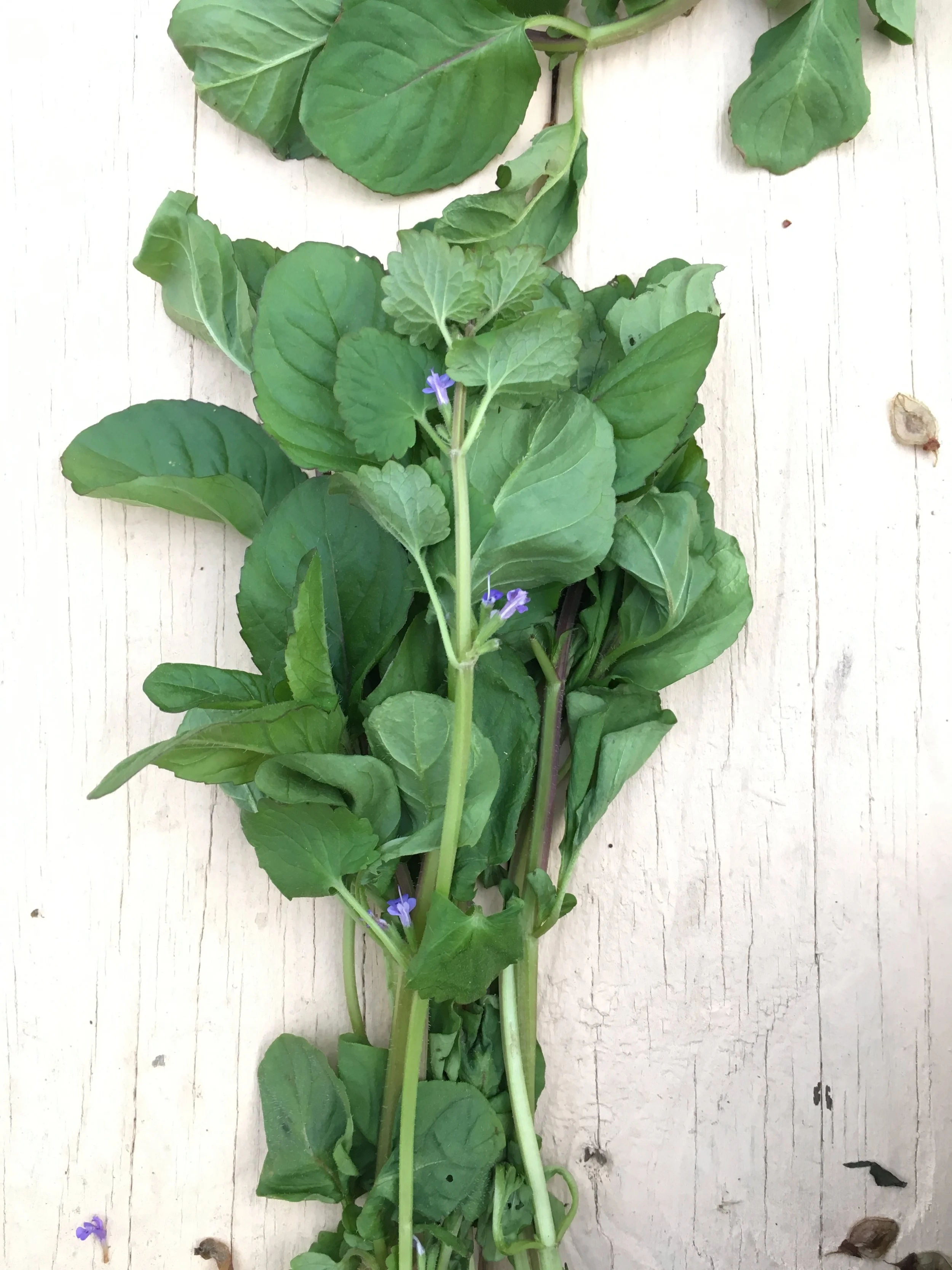 I dried the mint for 2 days before wrapping it