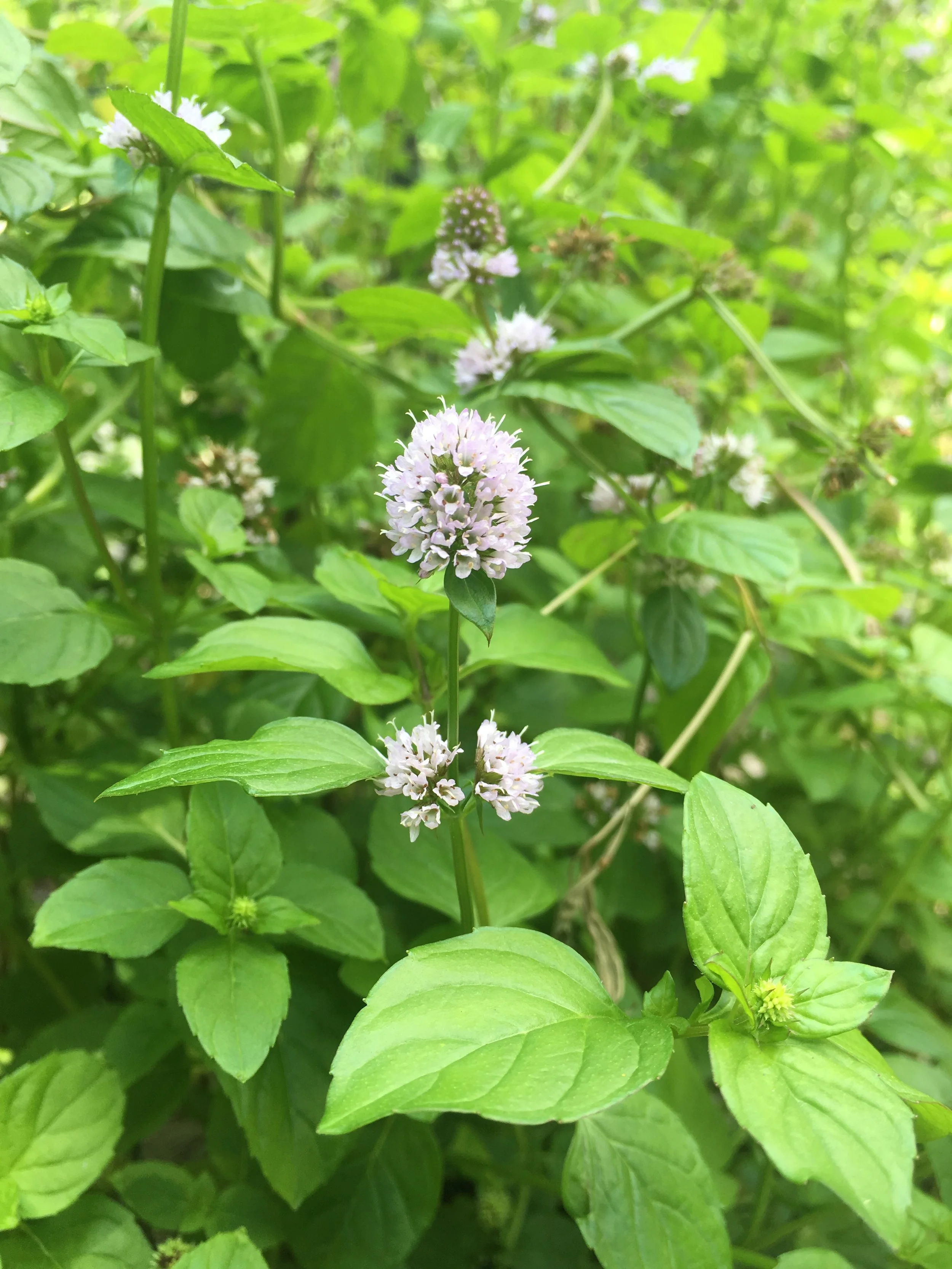 Chocolate Mint gone to flower.