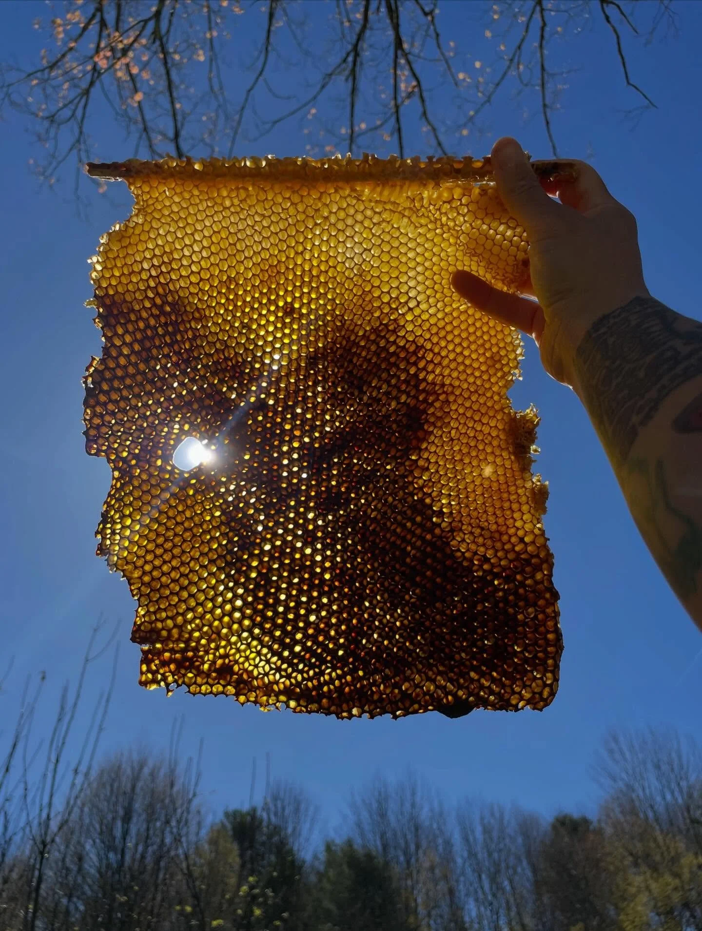 Sun worship / student of the honey bee