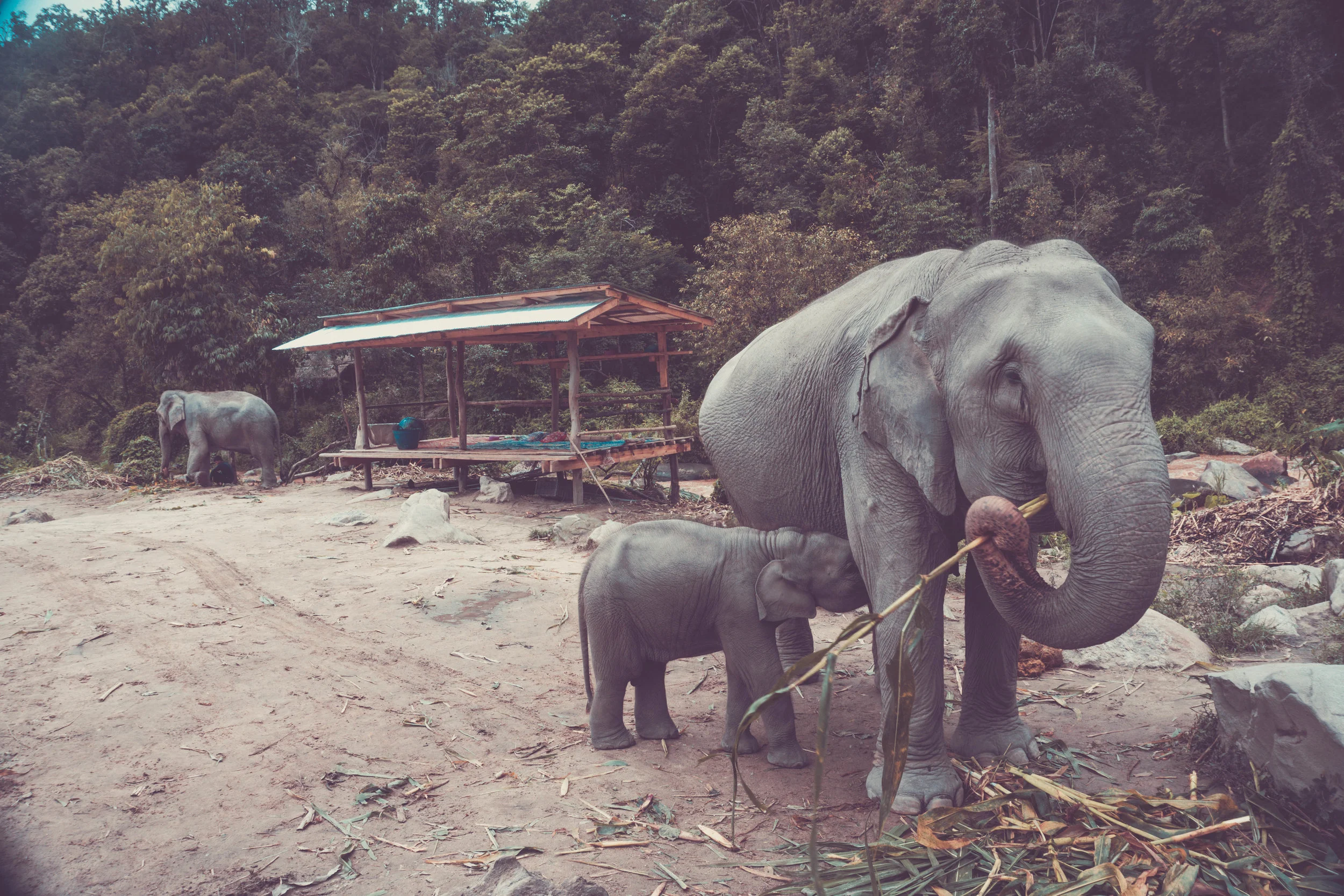 Elephant Jungle Sanctuary 2.jpg