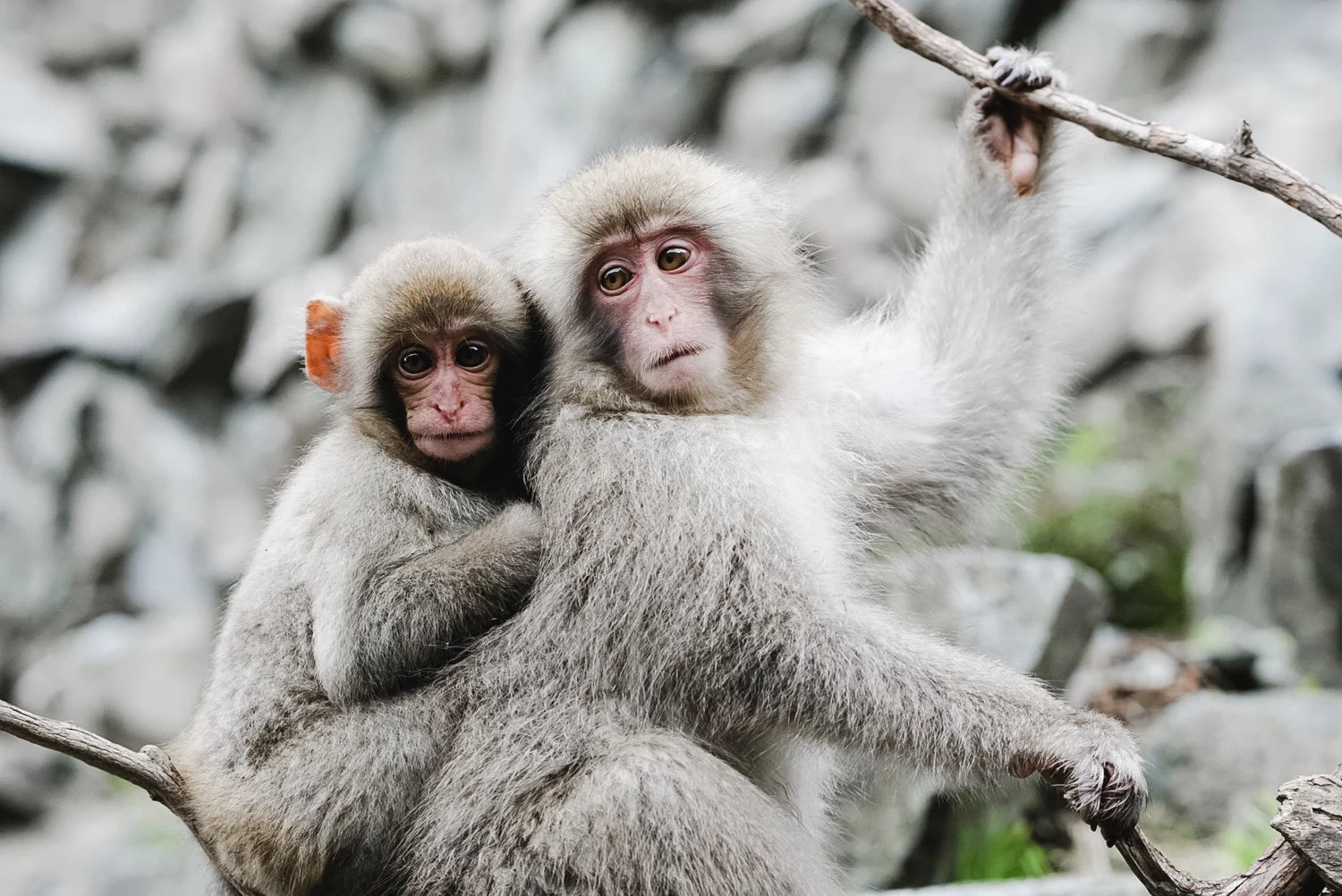 Is Jigokudani Monkey Park worth it in October? — Go Techy Travelers