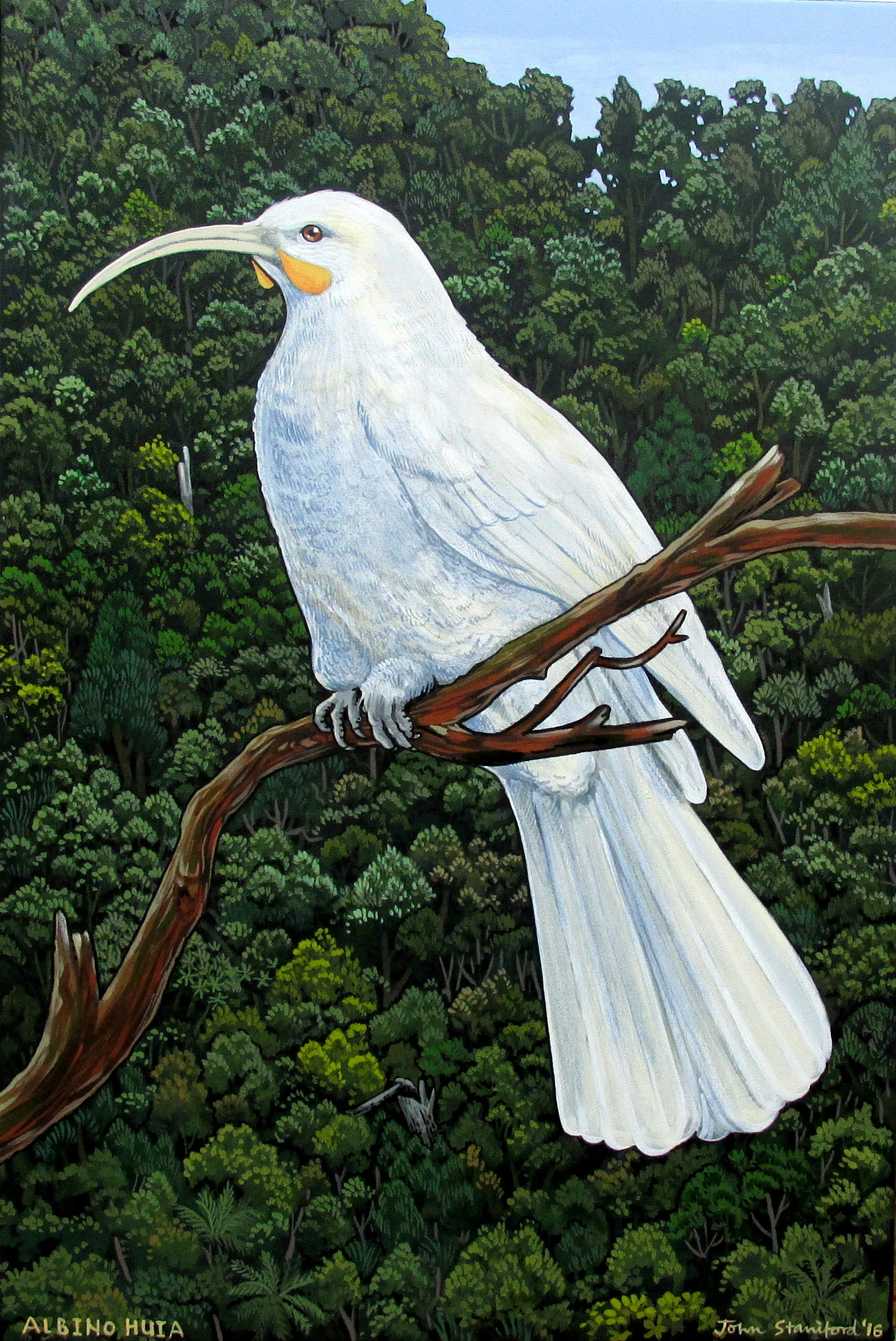 Albino Huia, 2016