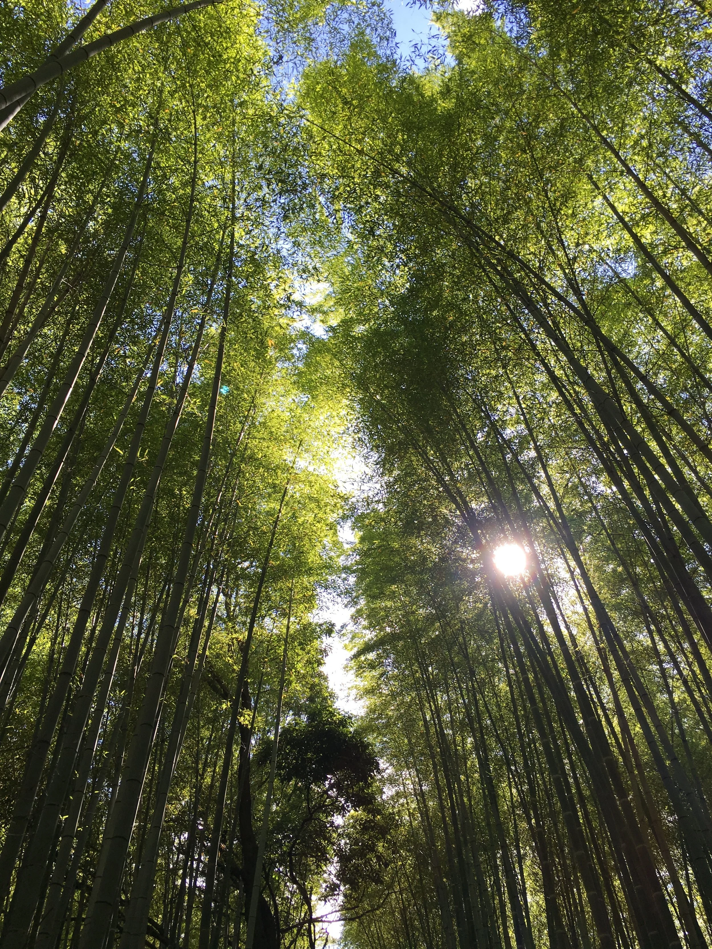  arashiyama 