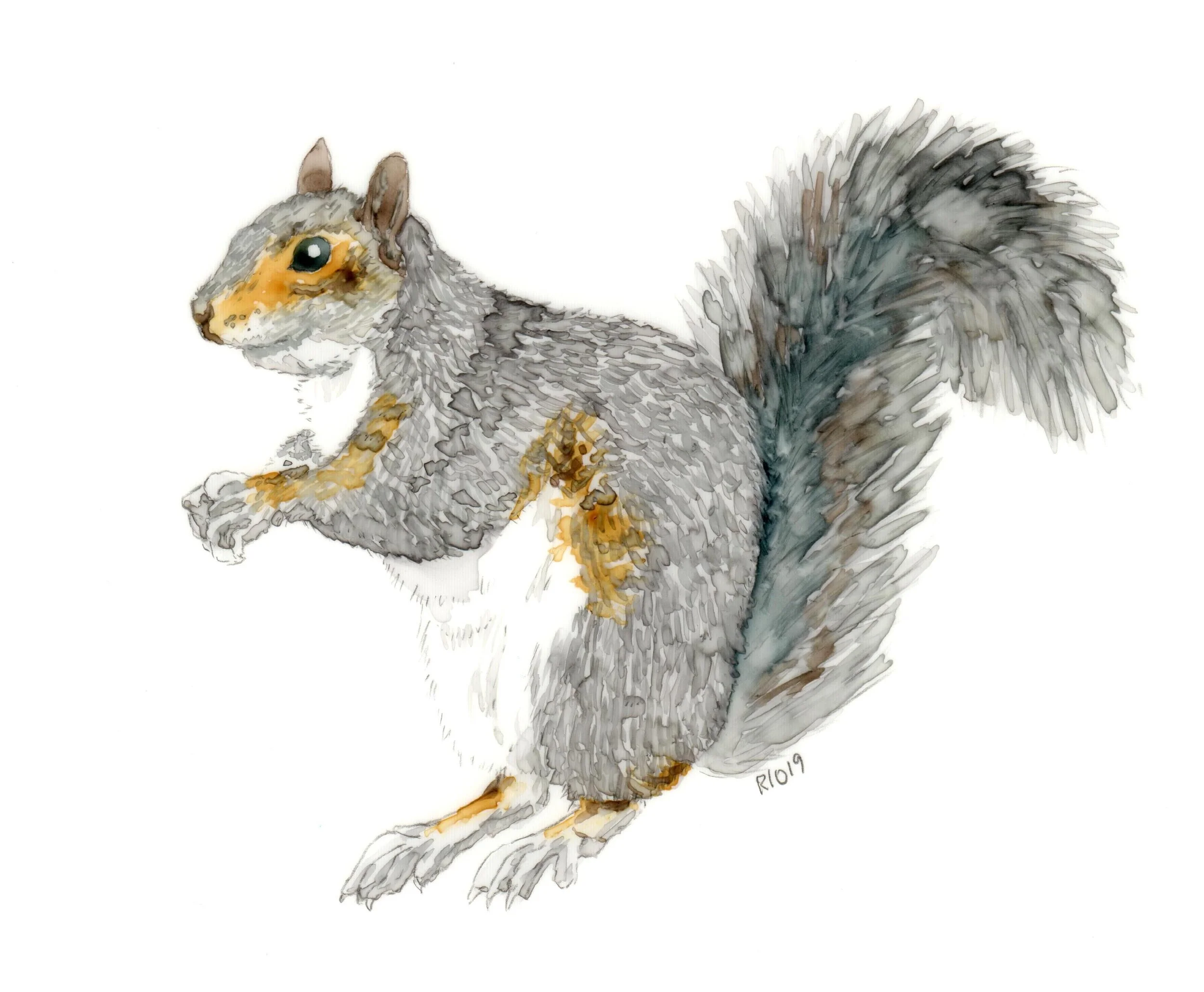 "Lustrous Squirrel"  Print