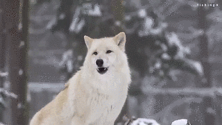 tumblr_o0cq2e7pF31s5uok8o1_400.gif