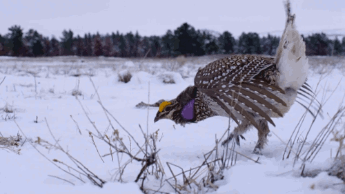 7040fce26e9ca235538632ec1a4c467b.gif