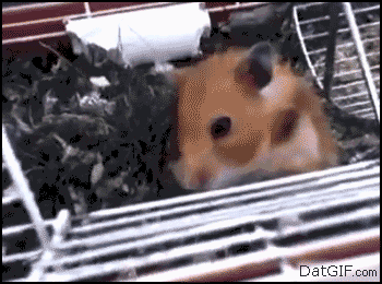 giphy (1).gif