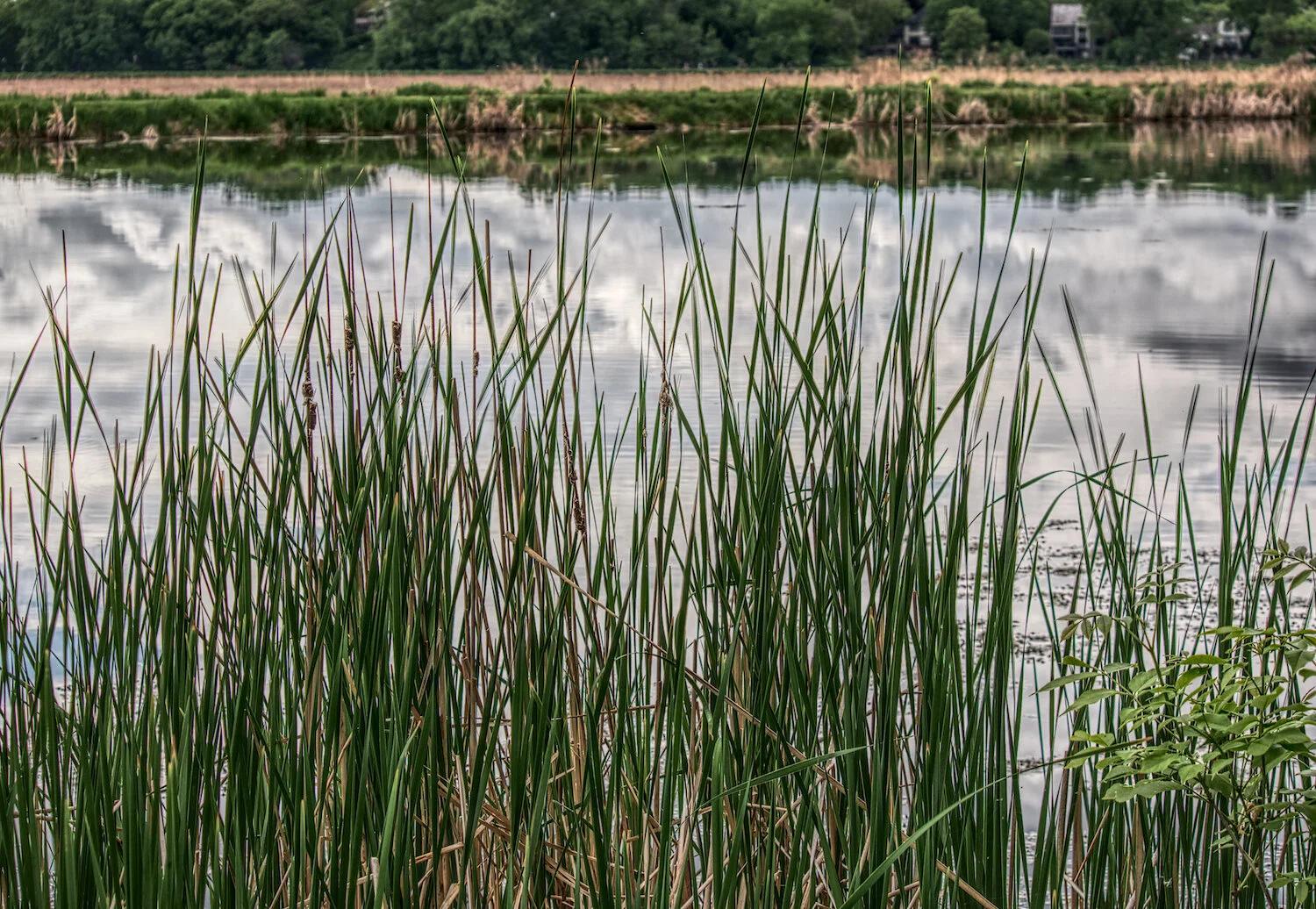 Neill Lake Reeds, May, 2020