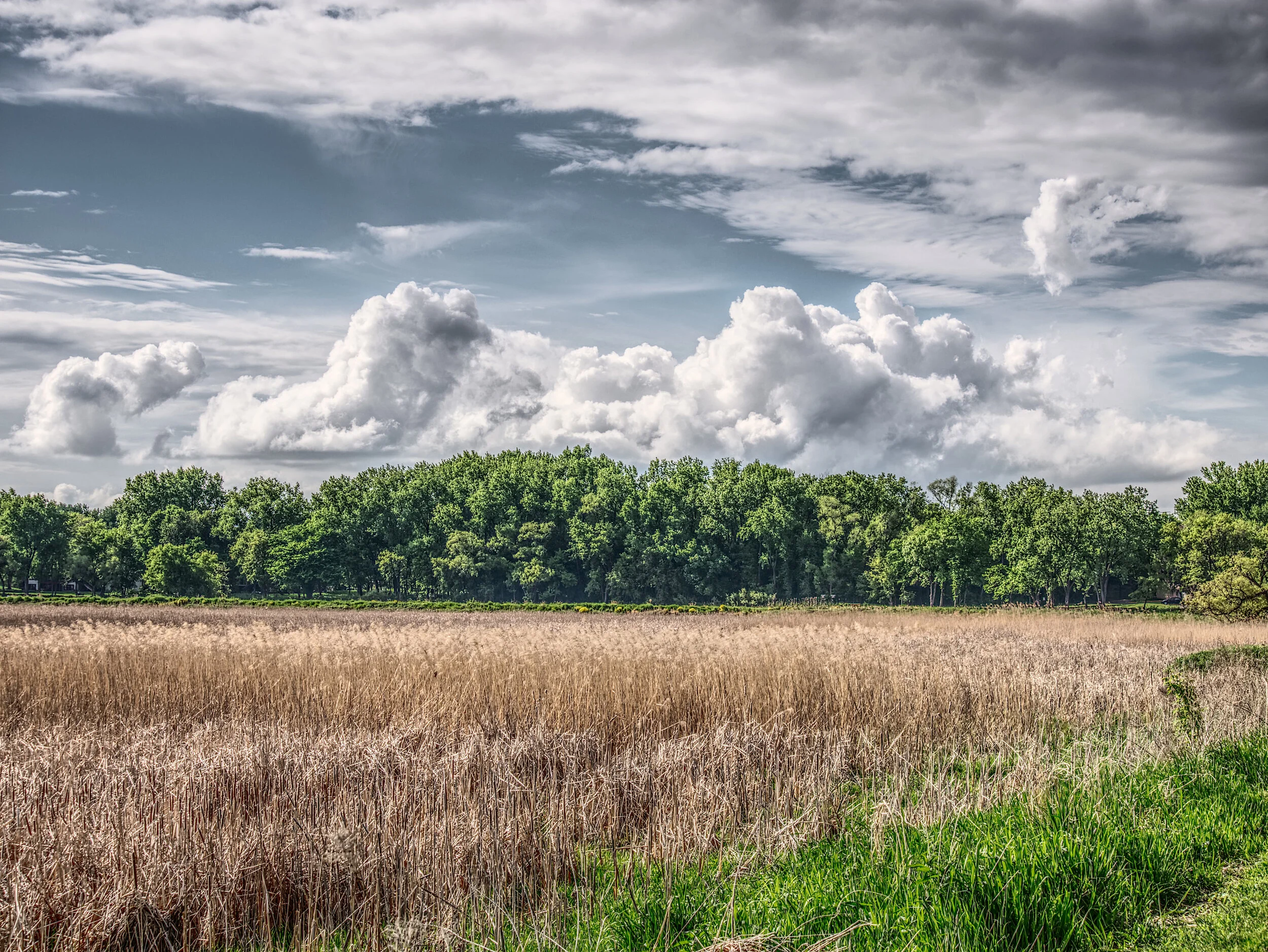 Neill Lake #4, May 2020