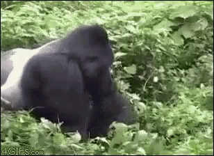 amazonapp_gorilla.gif