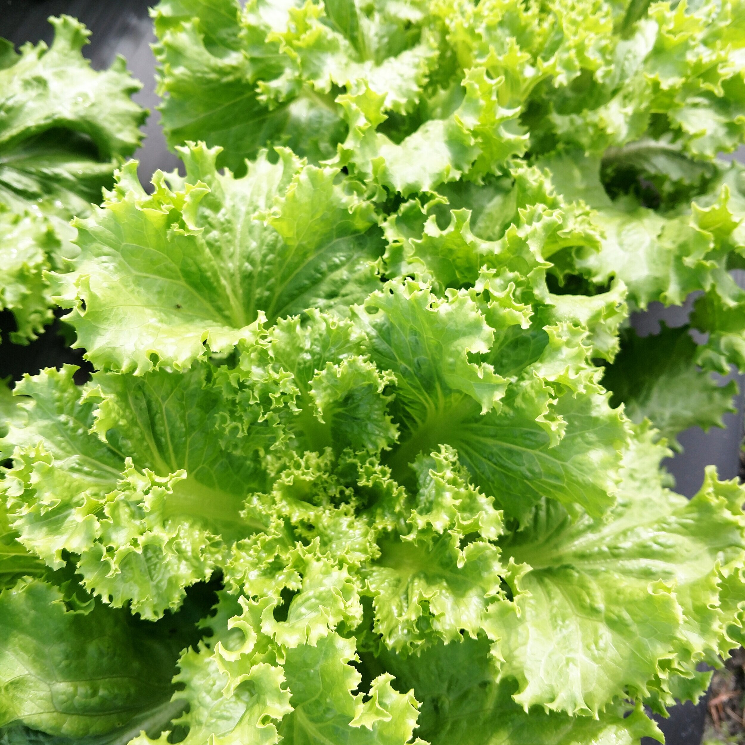 Romaine3.jpg