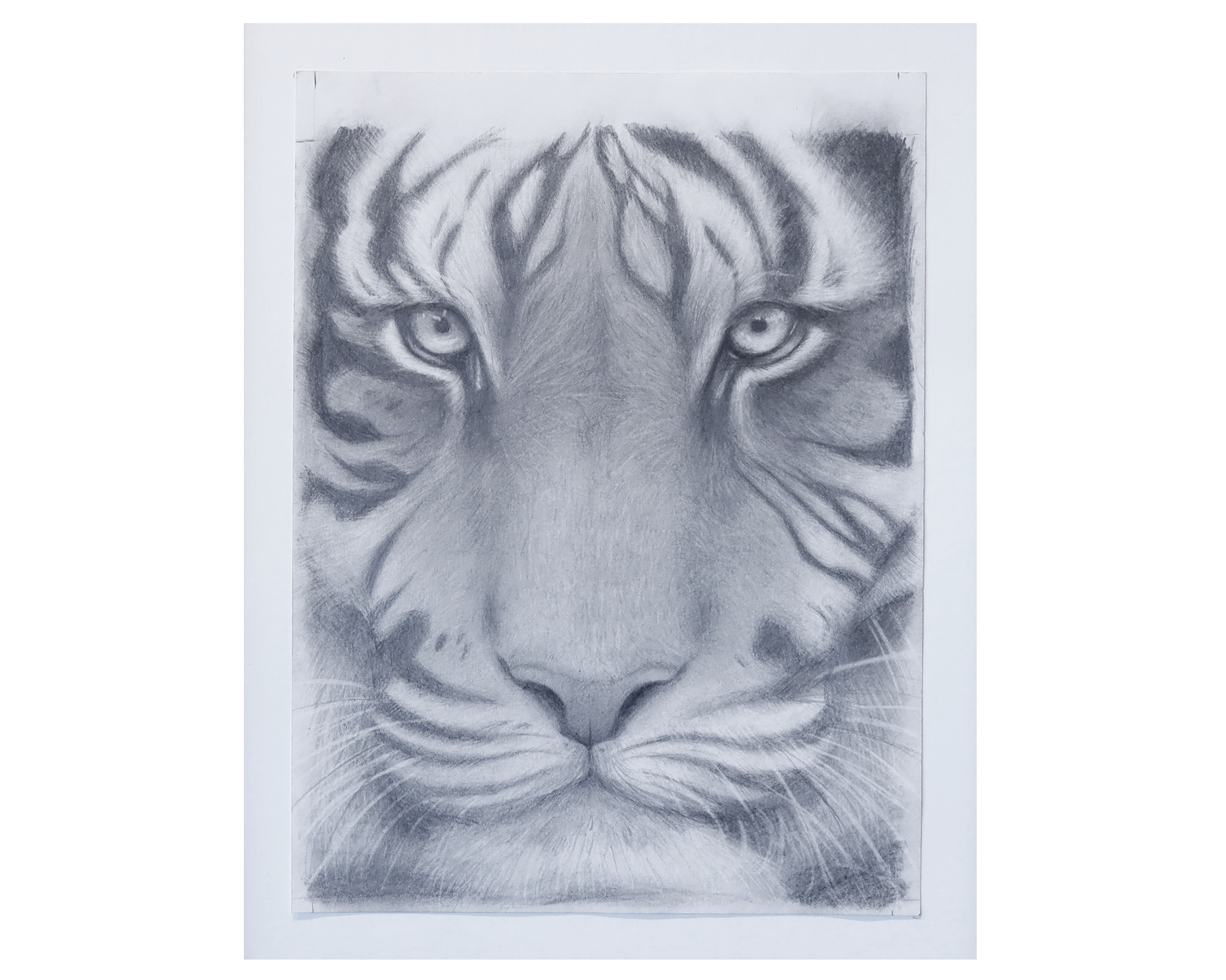 MSHSL-Pencil-Drawing-of-Tiger.png