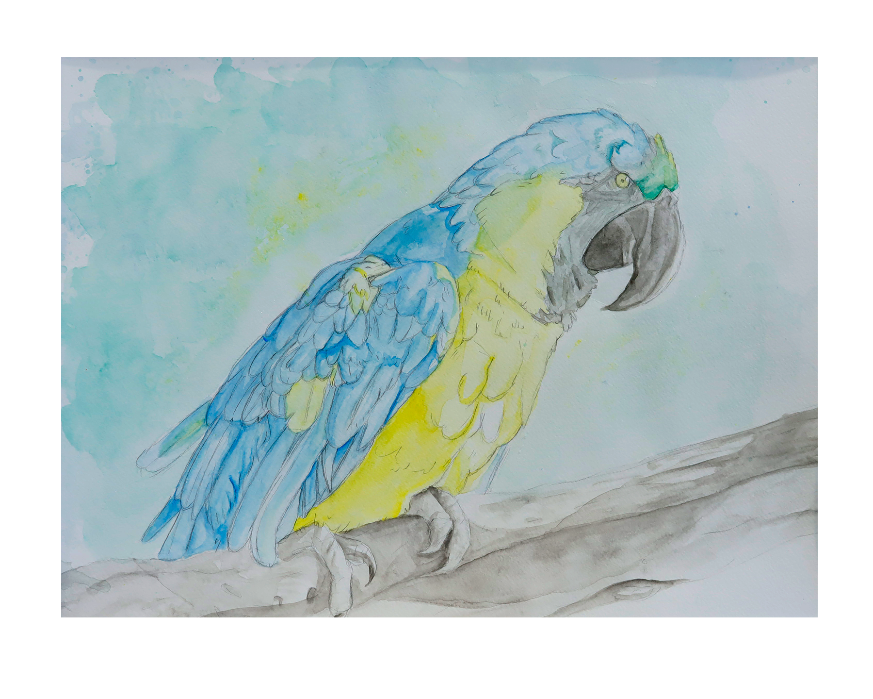 MSHSL-Watercolor-painting-of-Parrot.png