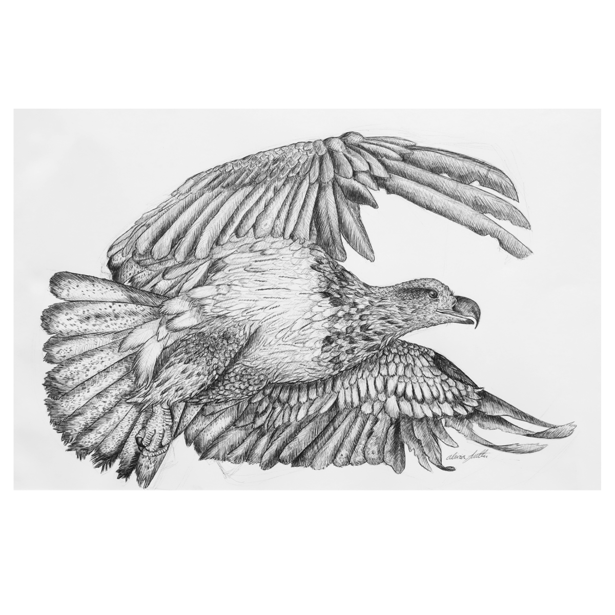 Eagle-Drawing.png