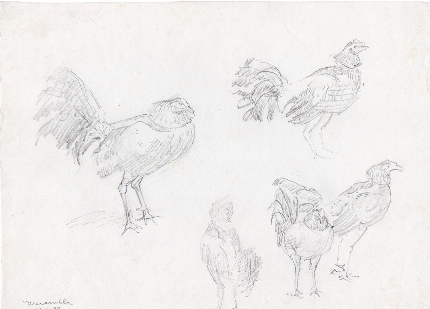  Fighting cocks at the market, 1980. Pencil. 9” X 12”. 