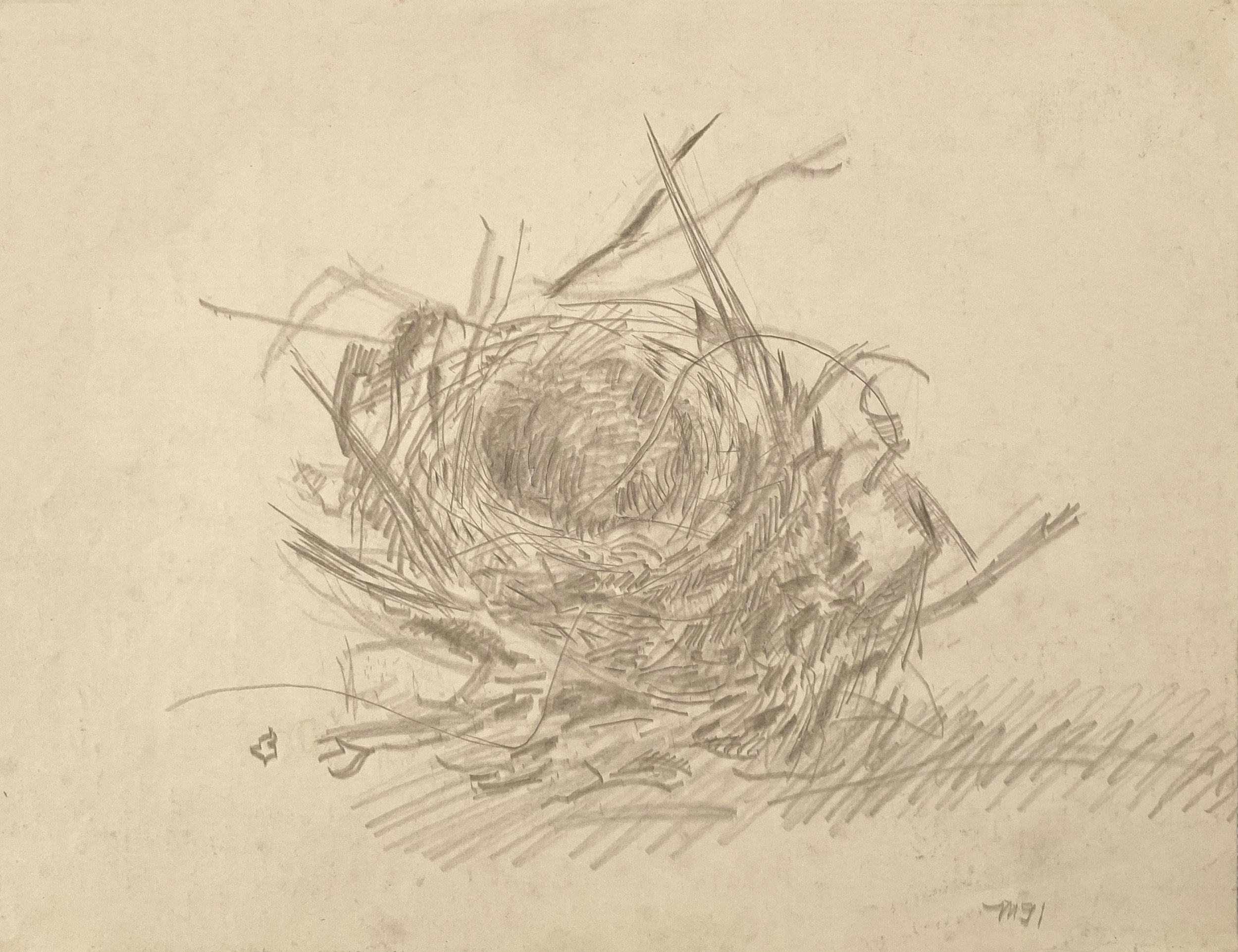    Bird’s nest,   Silverpoint. 11” X 14”. 