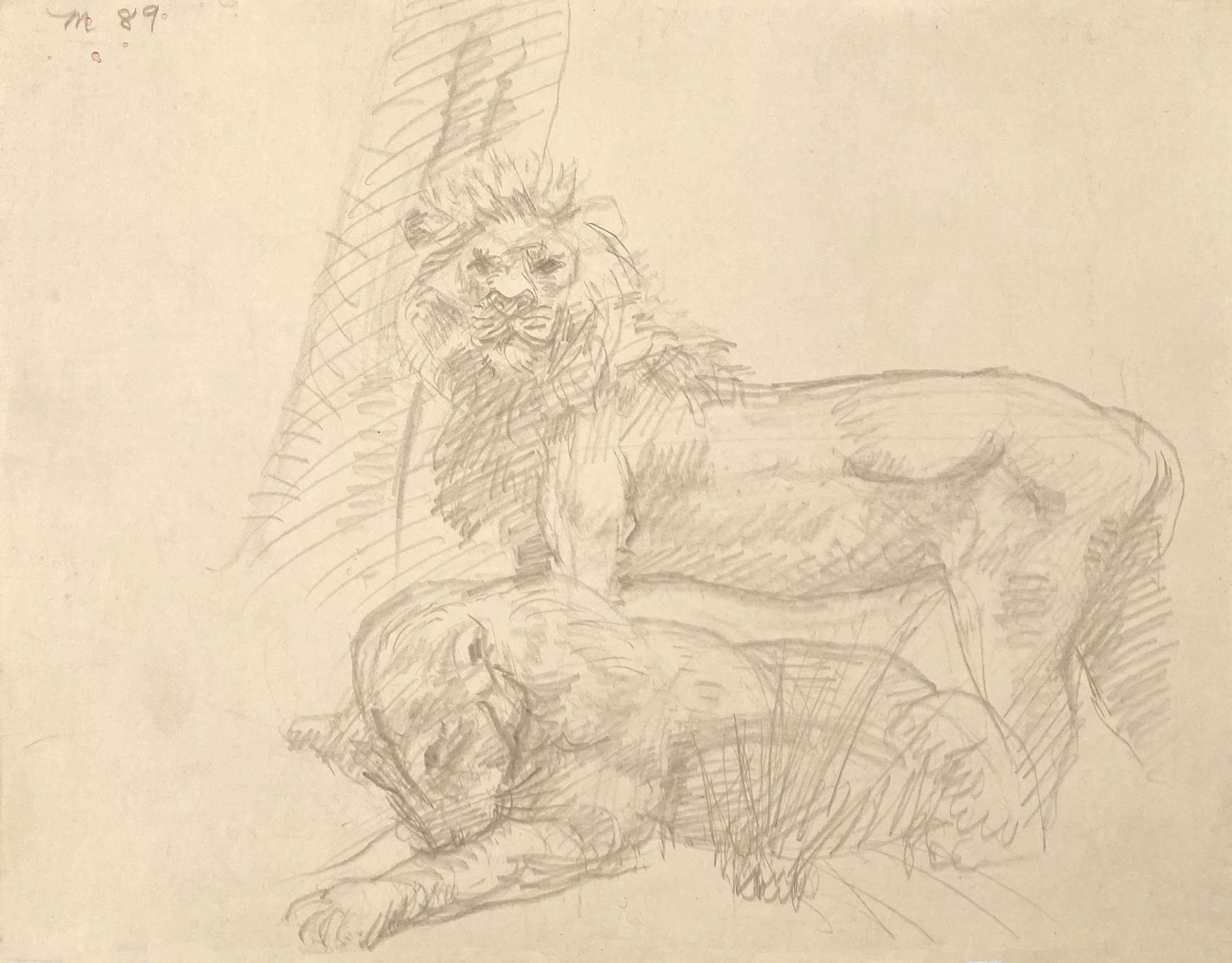    Lions (Natural History diorama),   1989 Silverpoint. 11” X 14”. 