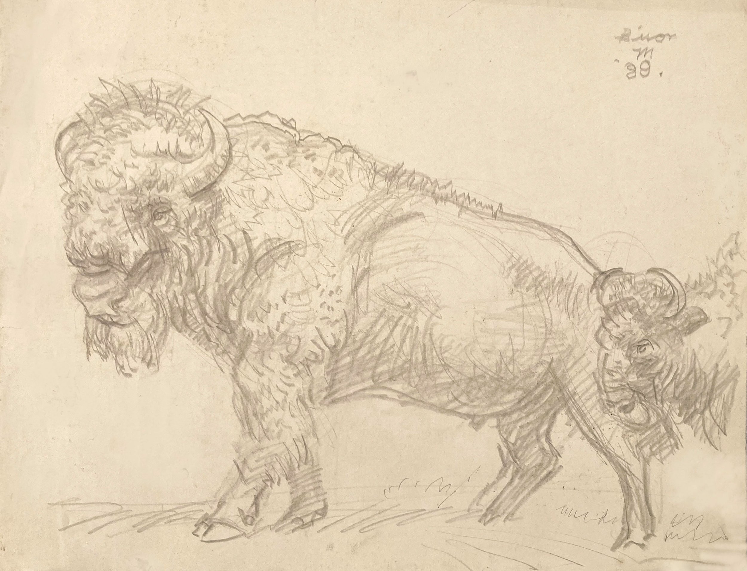    Bison (Natural HIstory diorama),   1989. Silverpoint. 11” X 14”. 