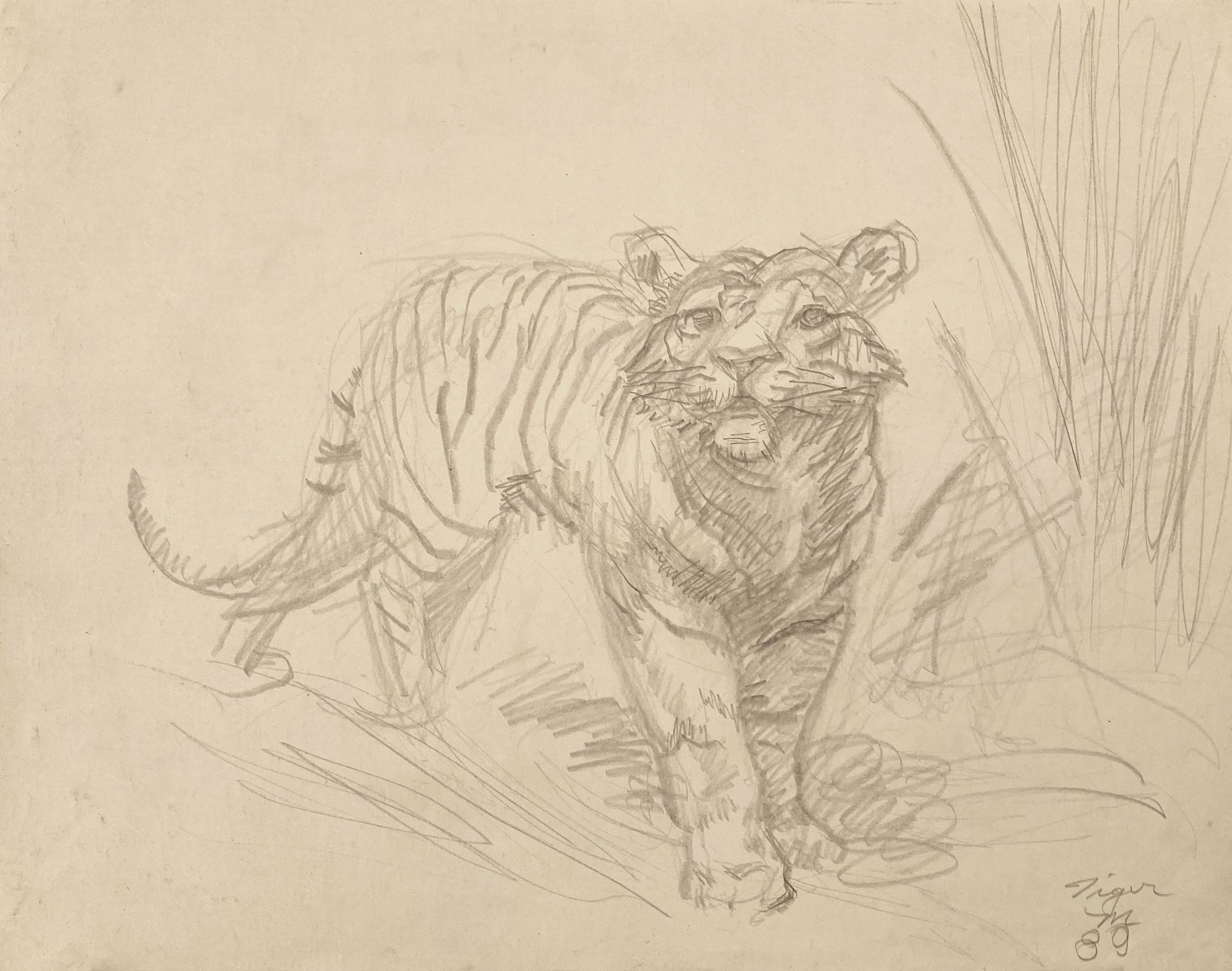    Tiger (Natural History diorama),   1989. Silverpoint. 11” X 14”. 